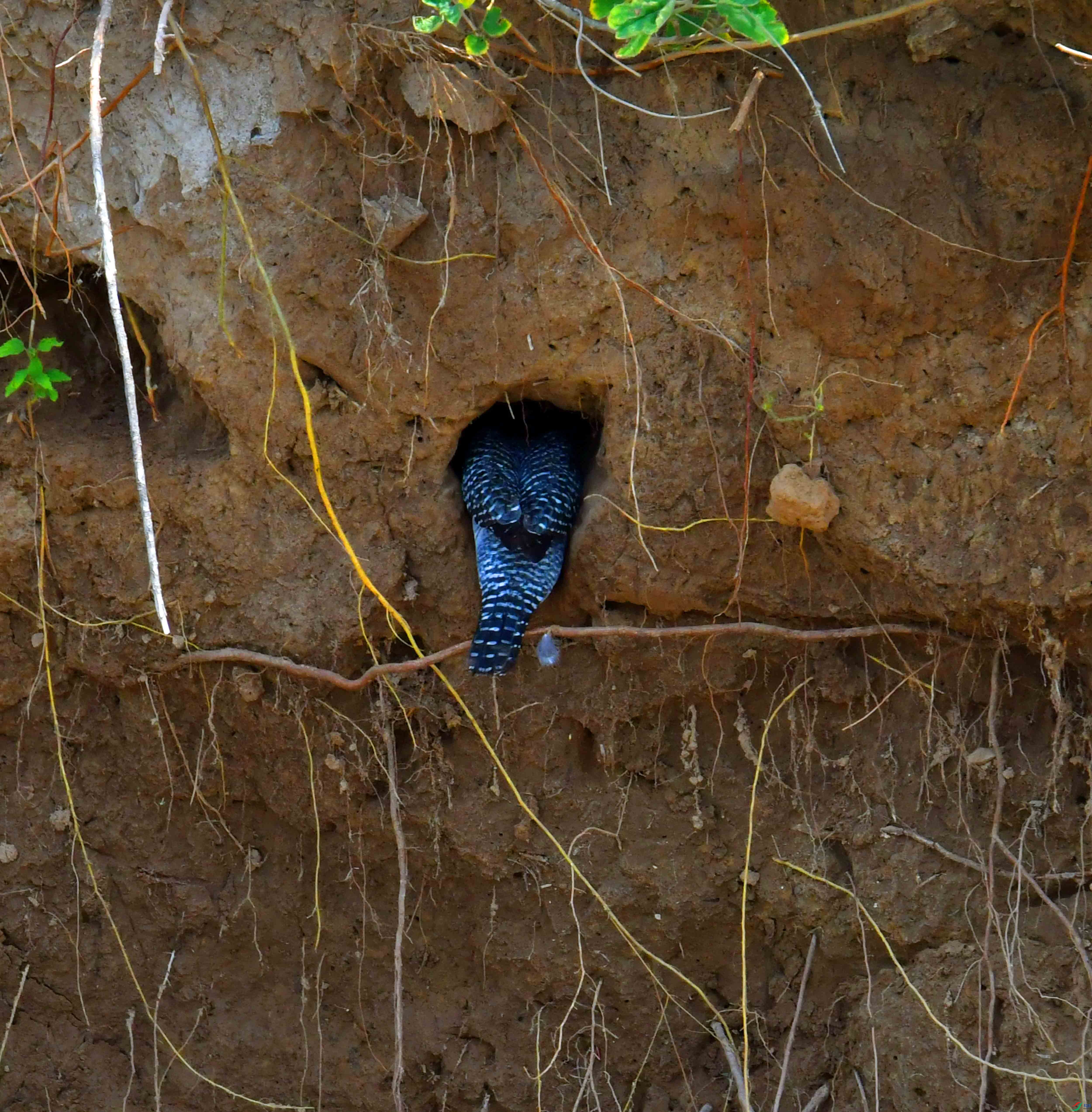 DSC_9693.JPG