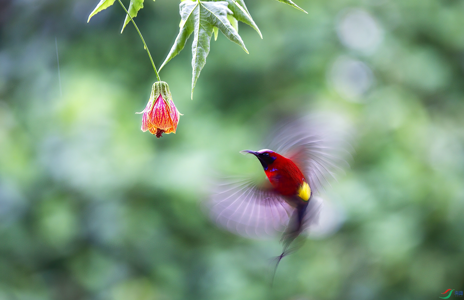 407A1091-DeNoiseAI-severe-noise-Sha----1 .jpg