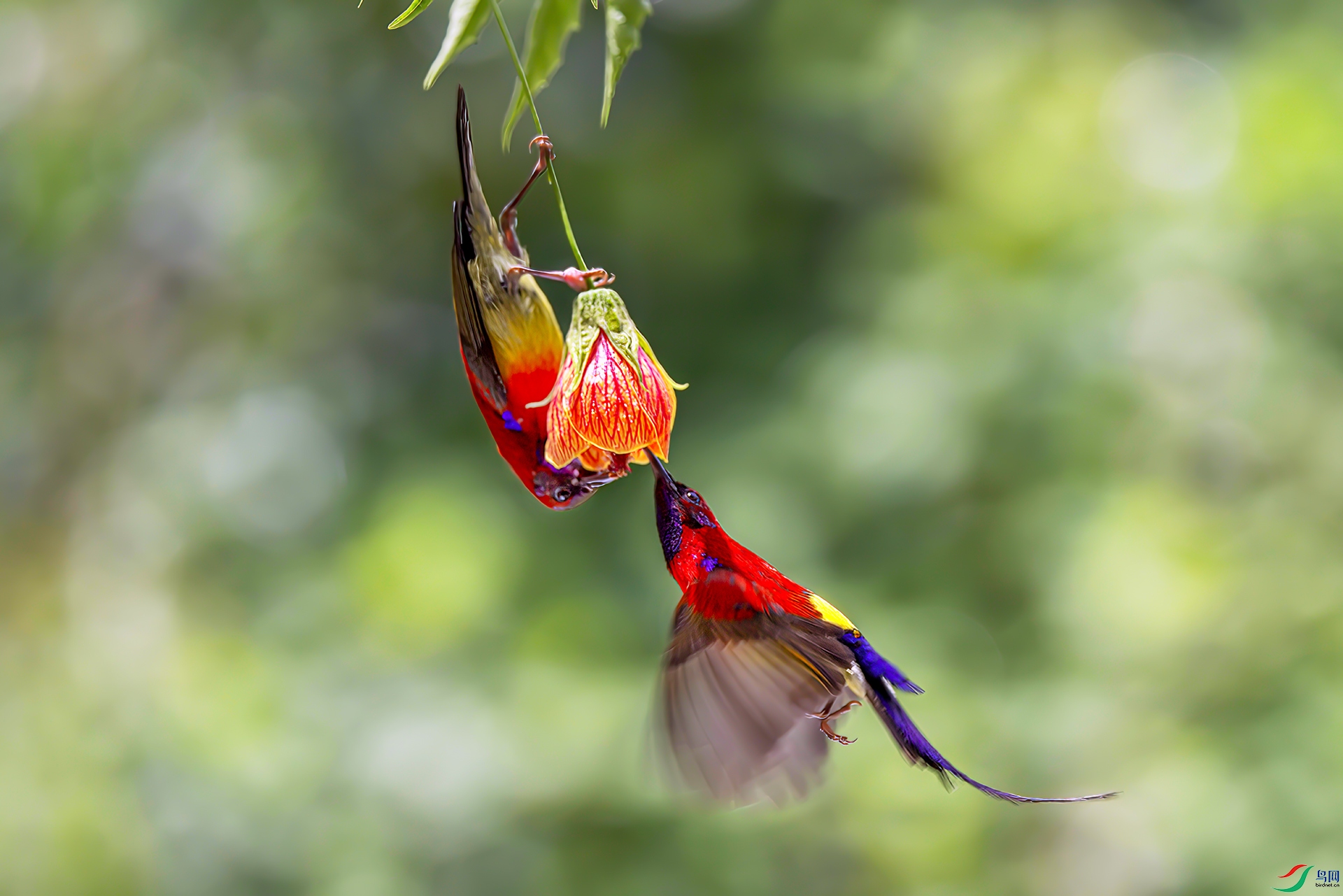 407A2581-SharpenAI-focus ����  .jpg