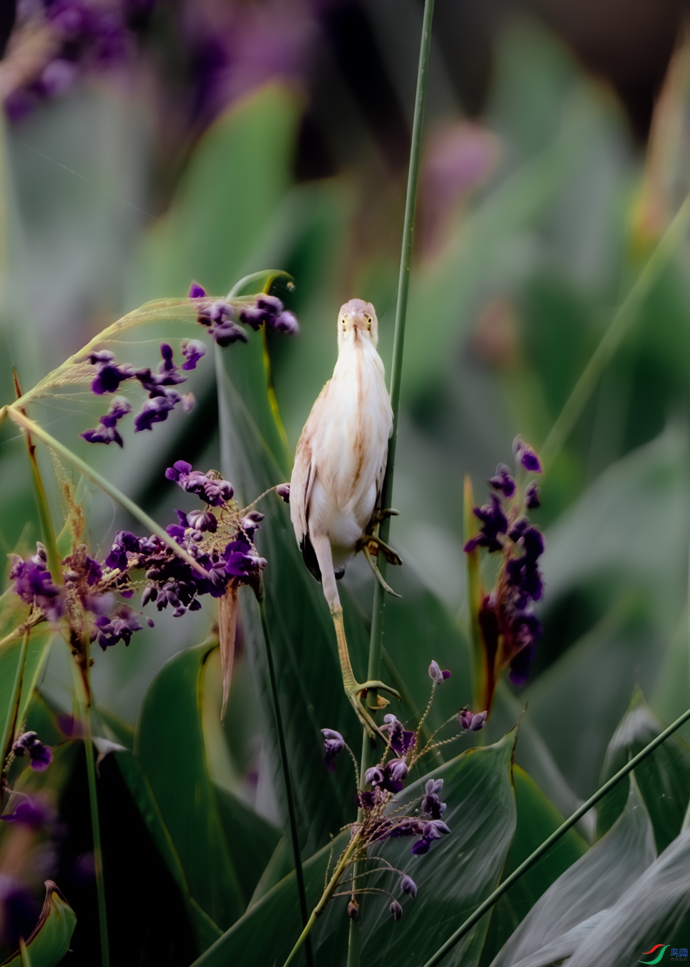 DSC_1517.jpg