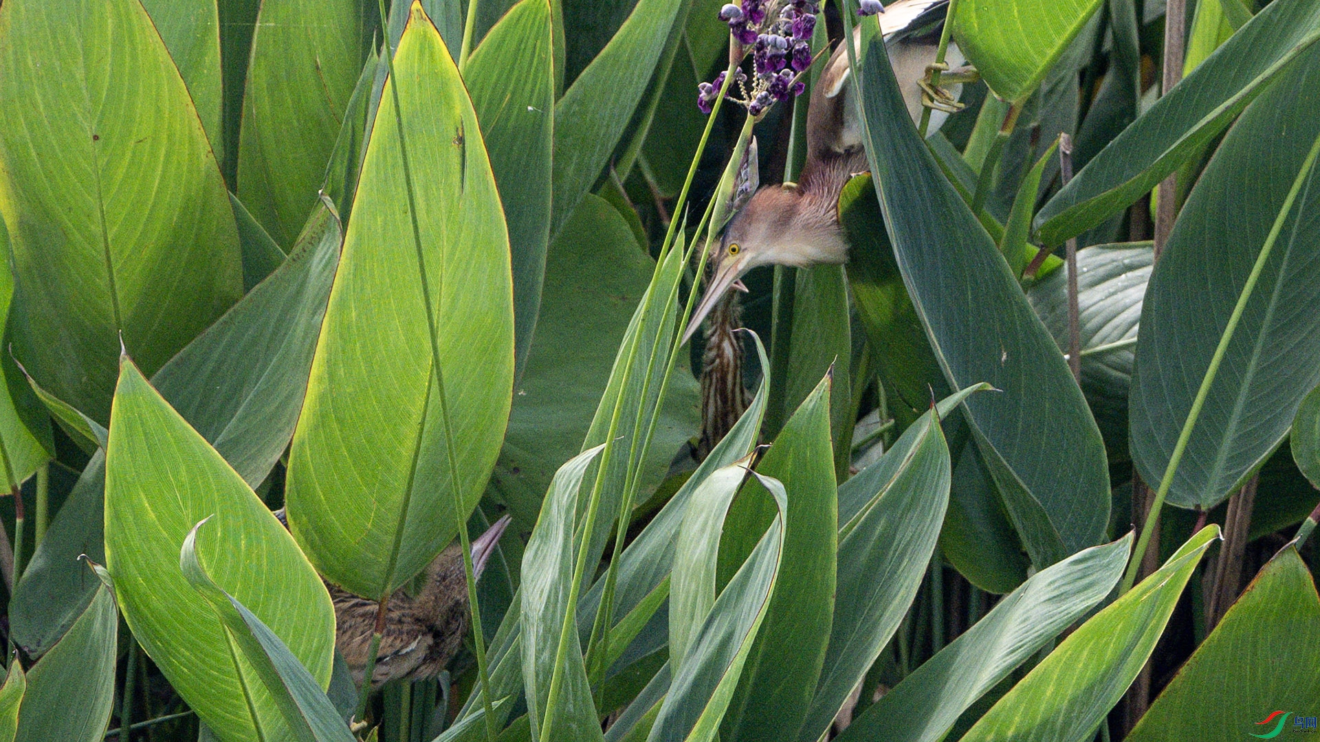 DSC_1577 ����.jpg