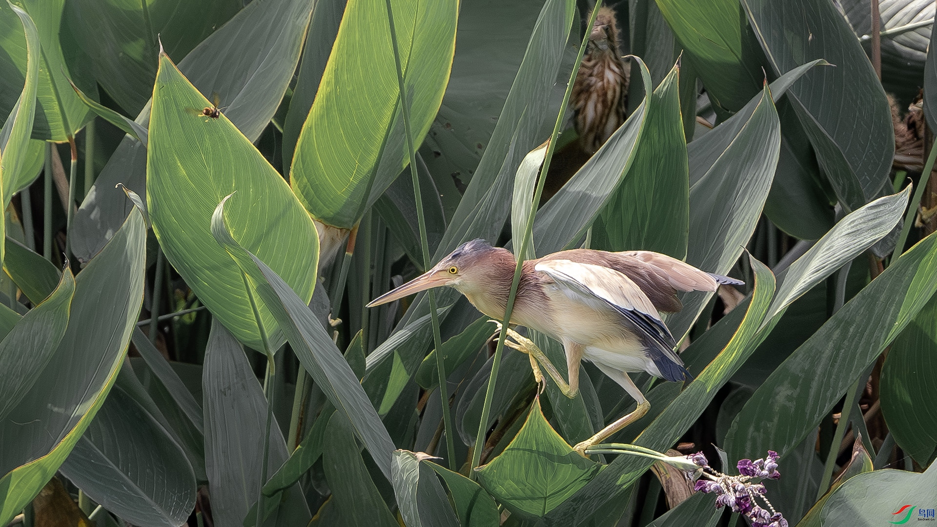 DSC_1595-����ǿ-NR ����.jpg