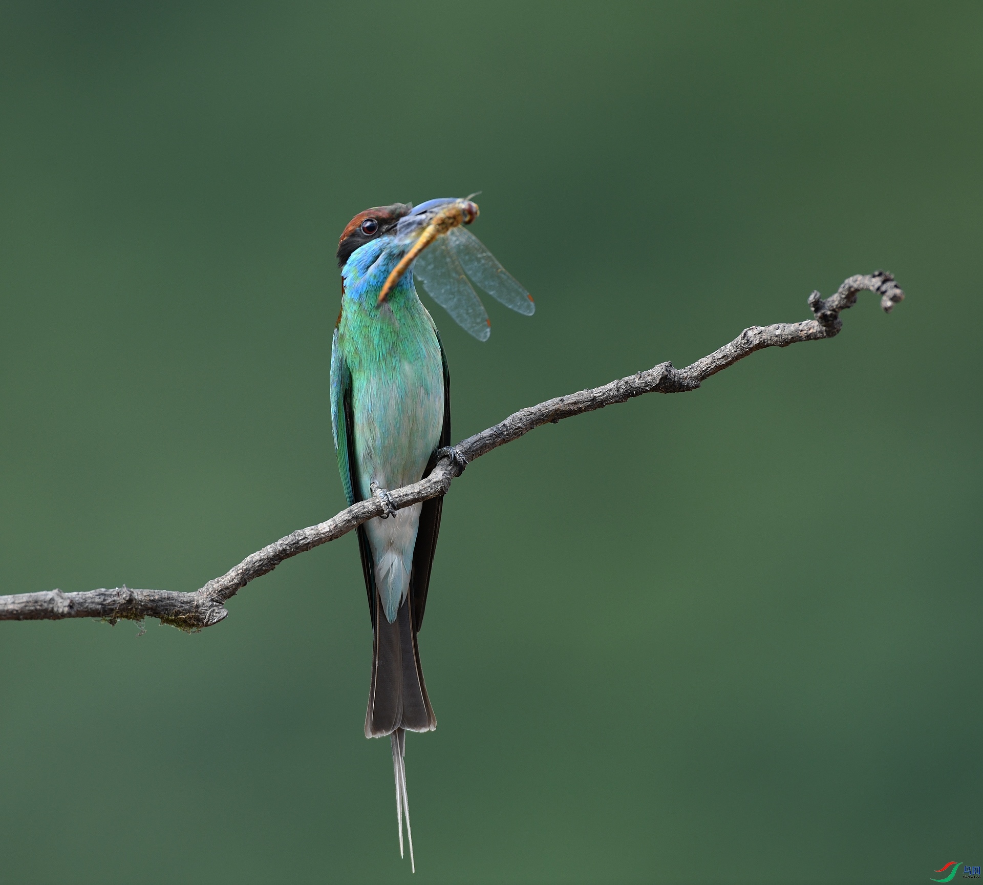 DSC_0184.jpg