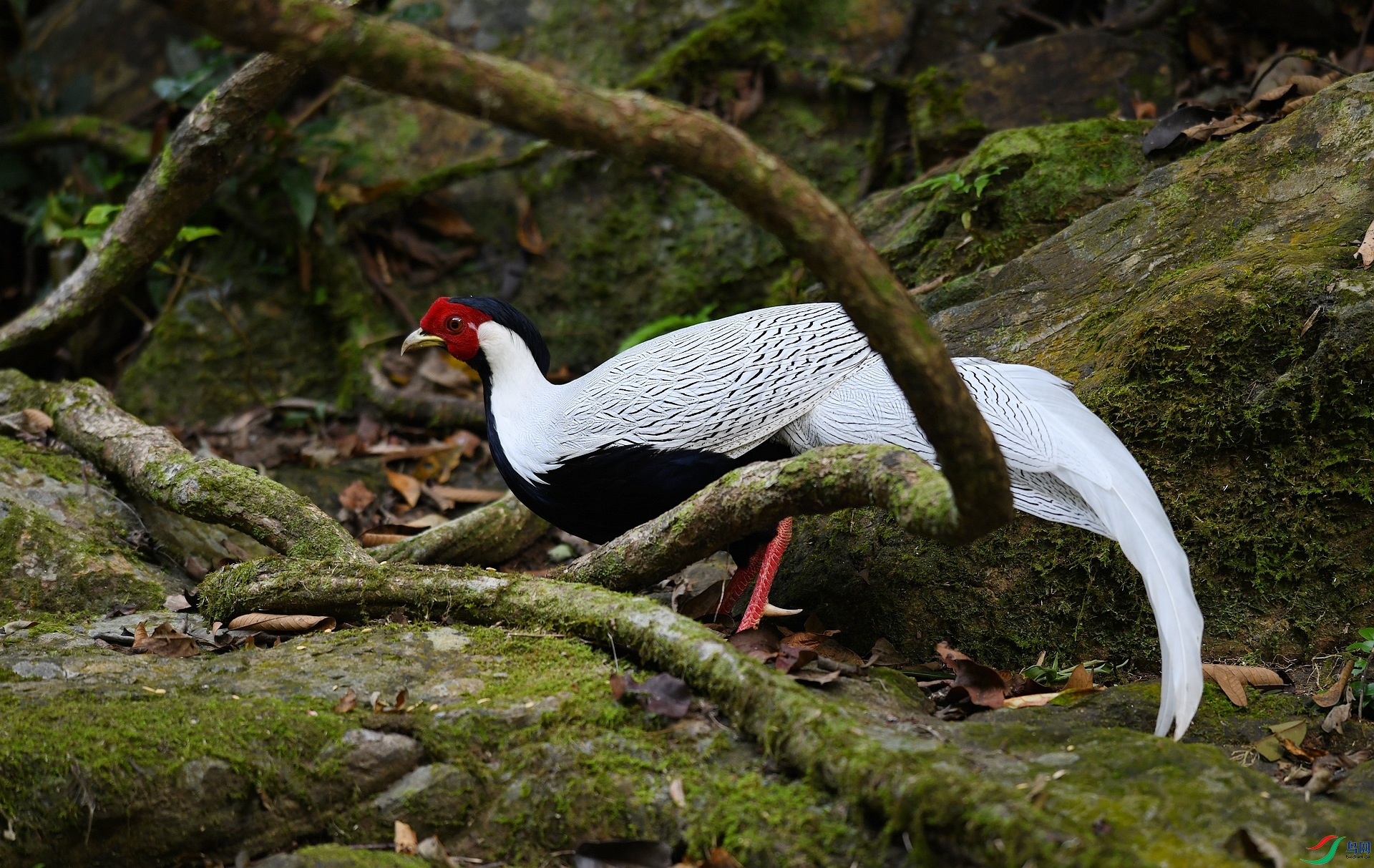 DSC_2491.jpg