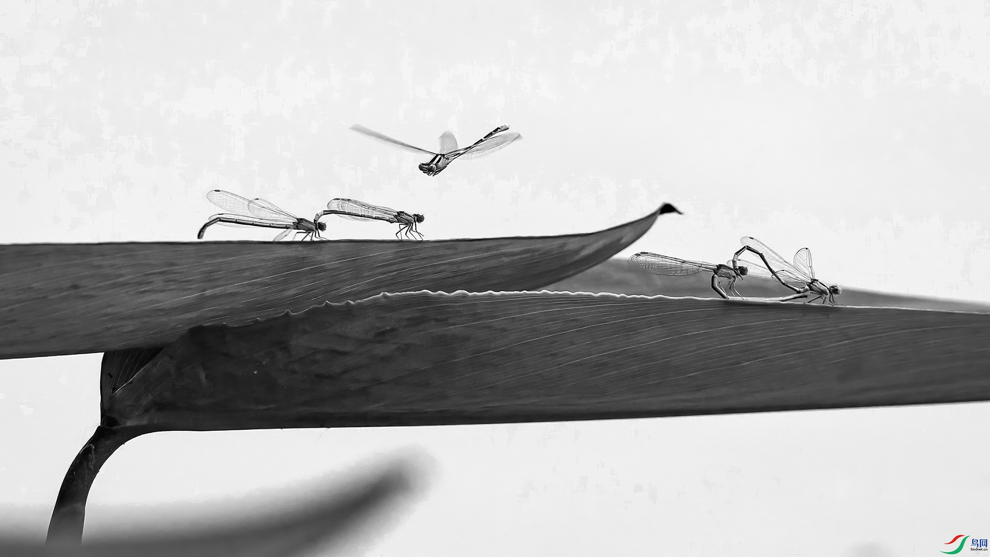 ������֣�������Ӻ���