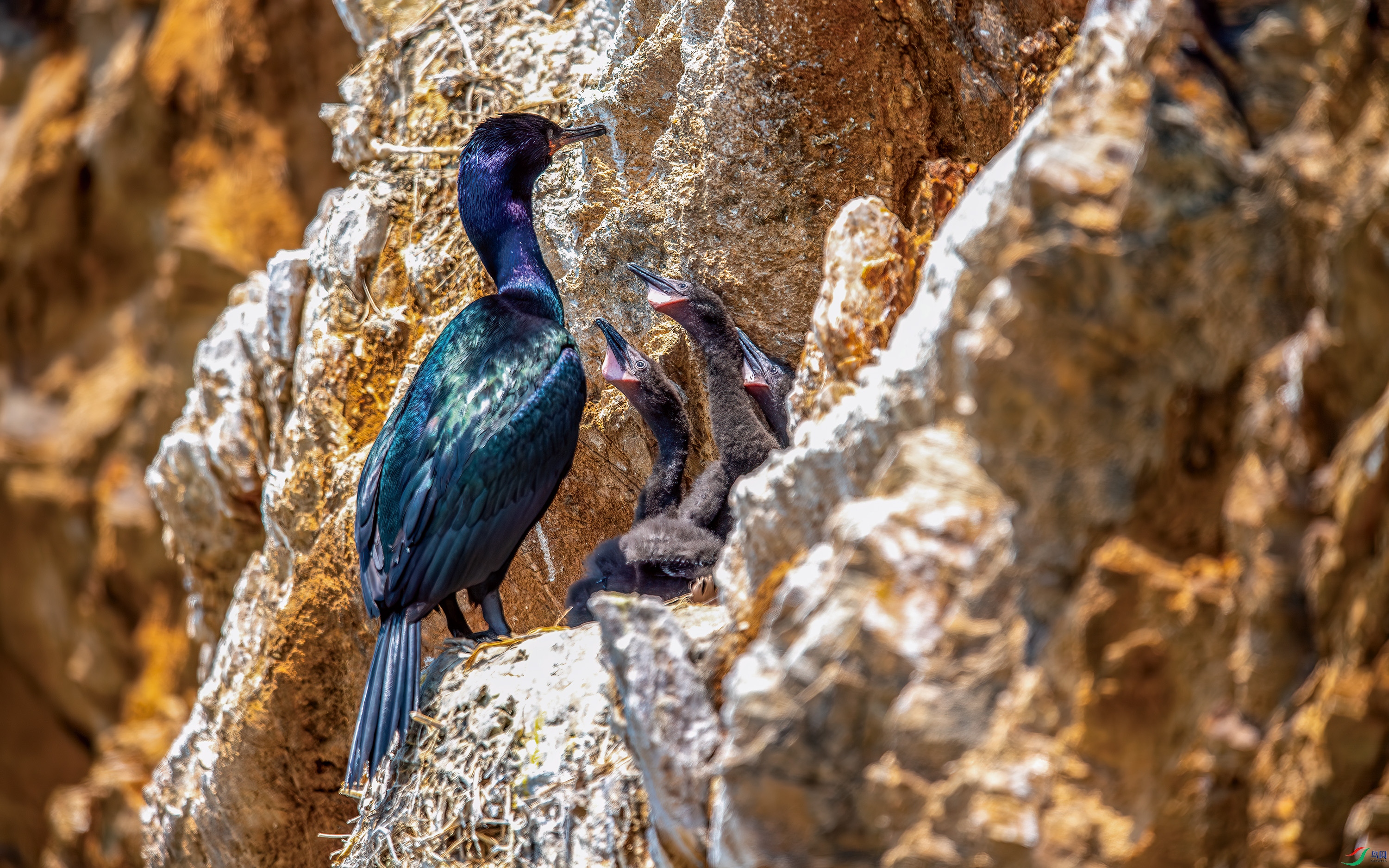 DSC_6780-����ǿ-NR.jpg