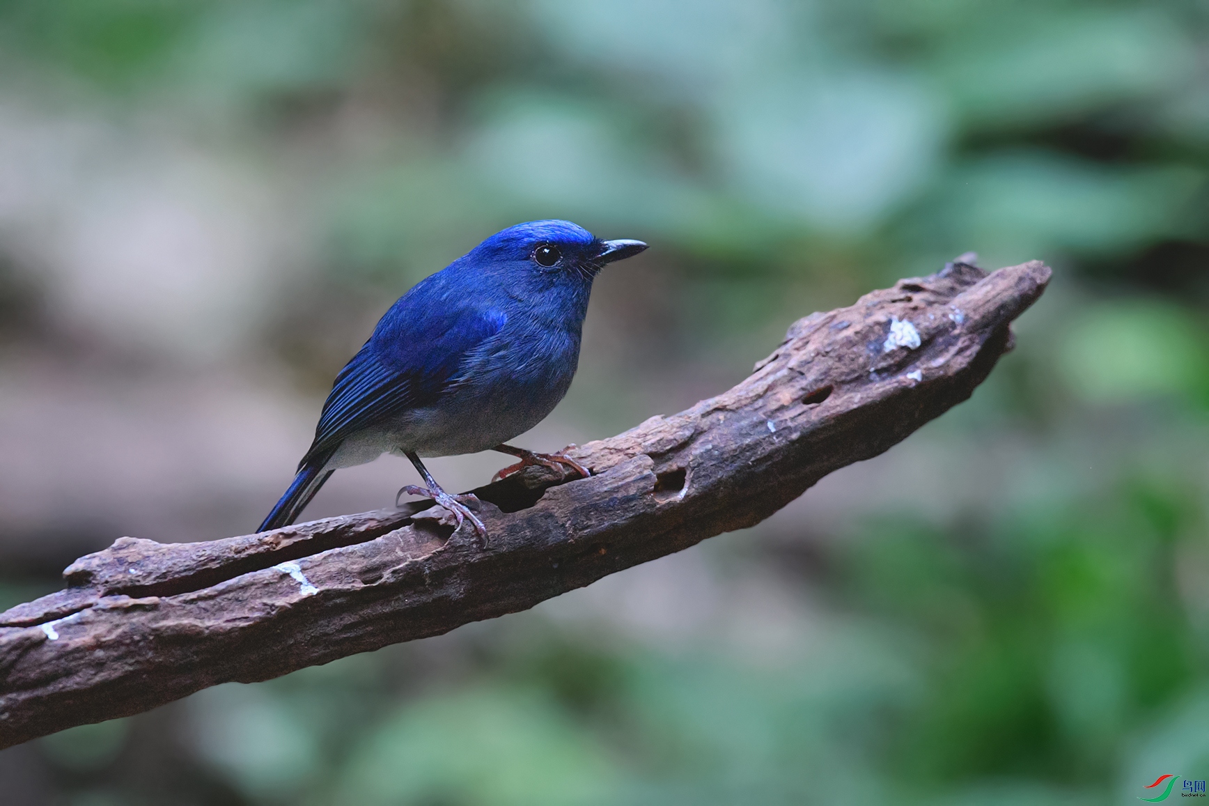 DSC_5373aa.jpg