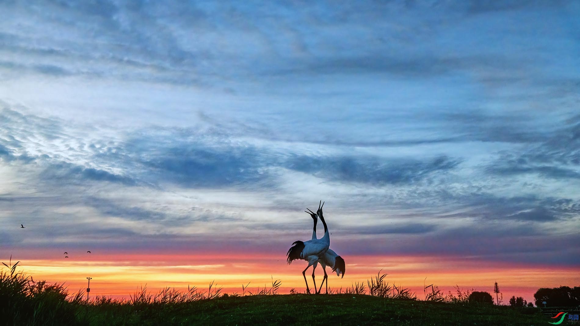 ϼ������