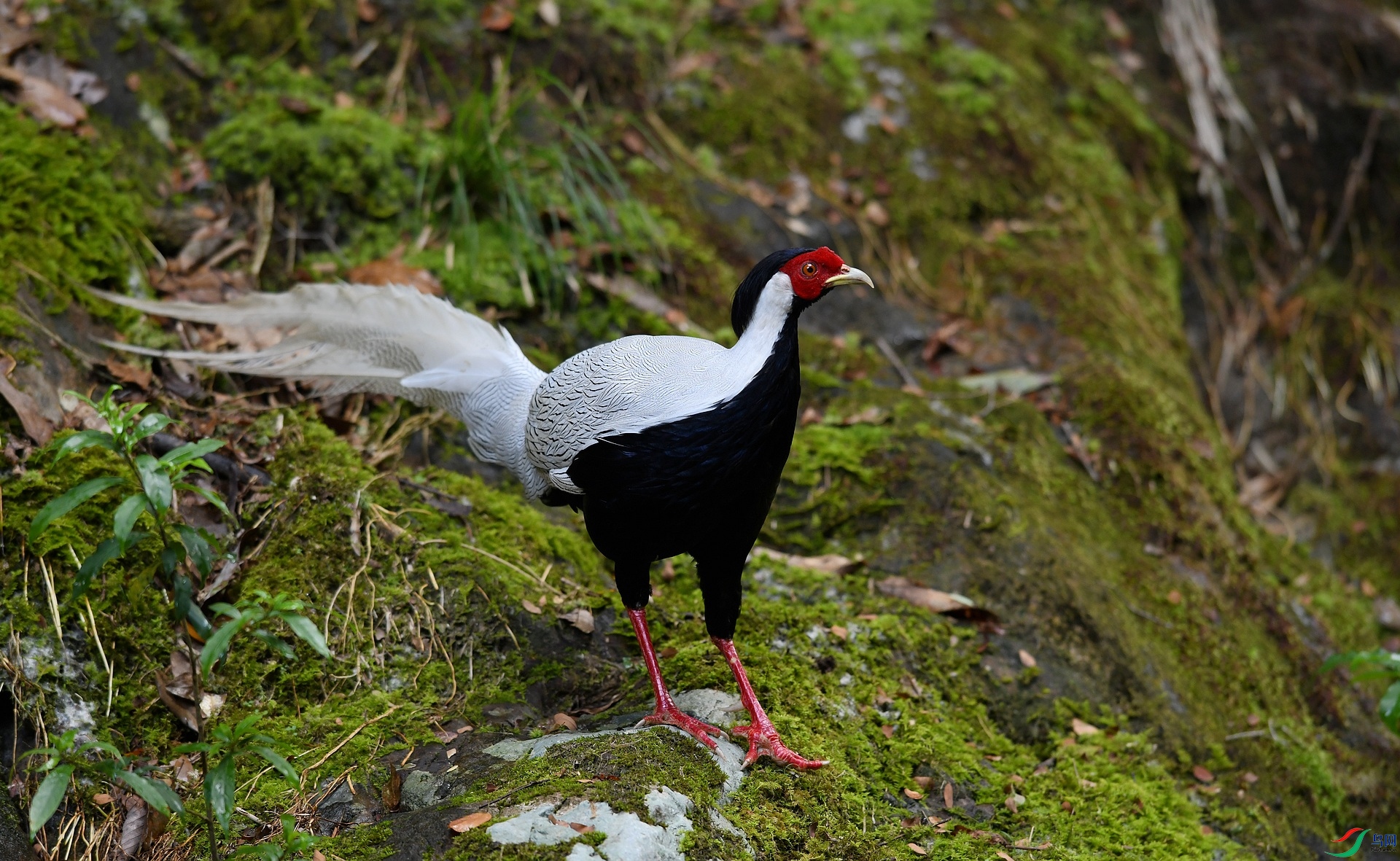 DSC_2123.jpg