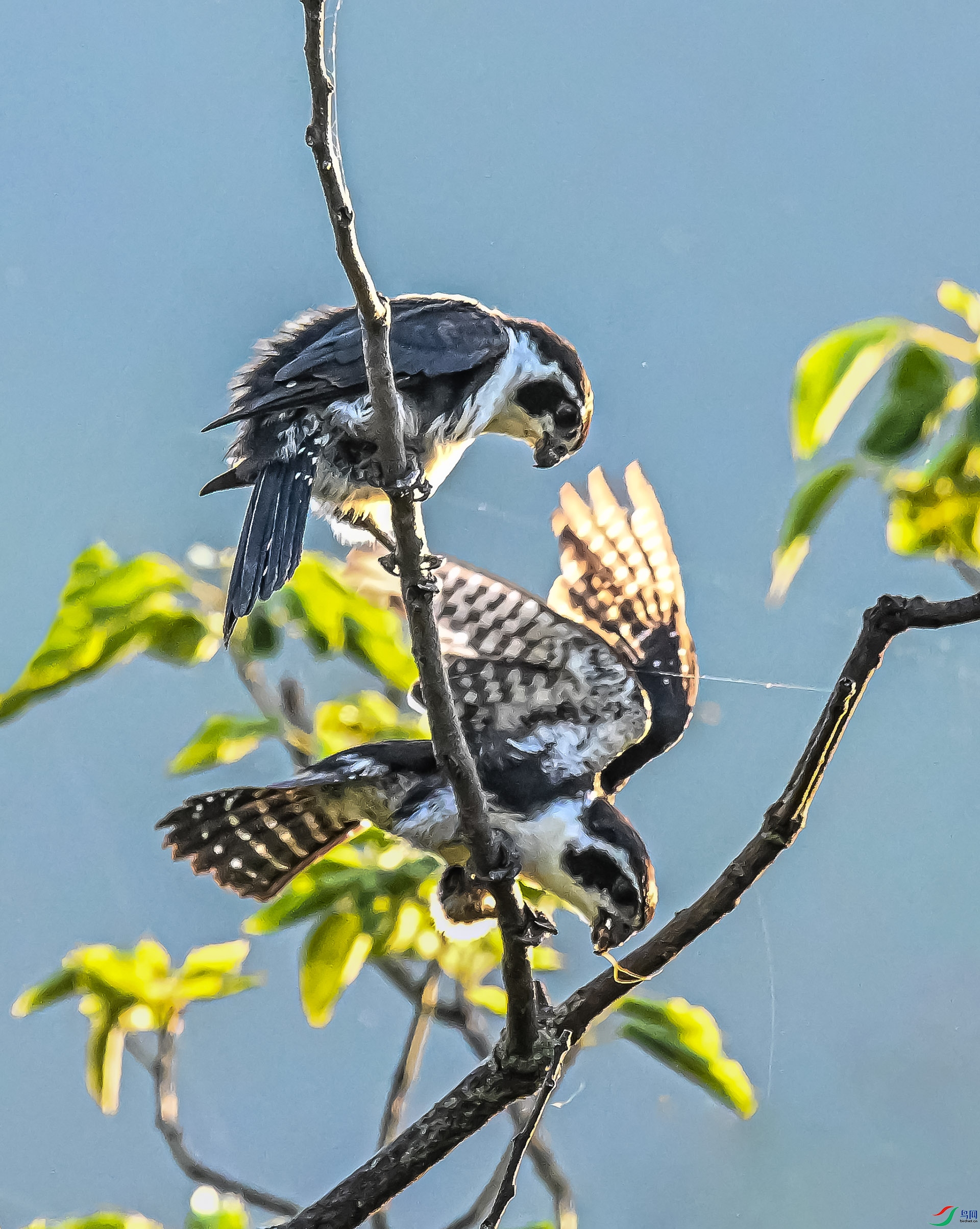 ����С��