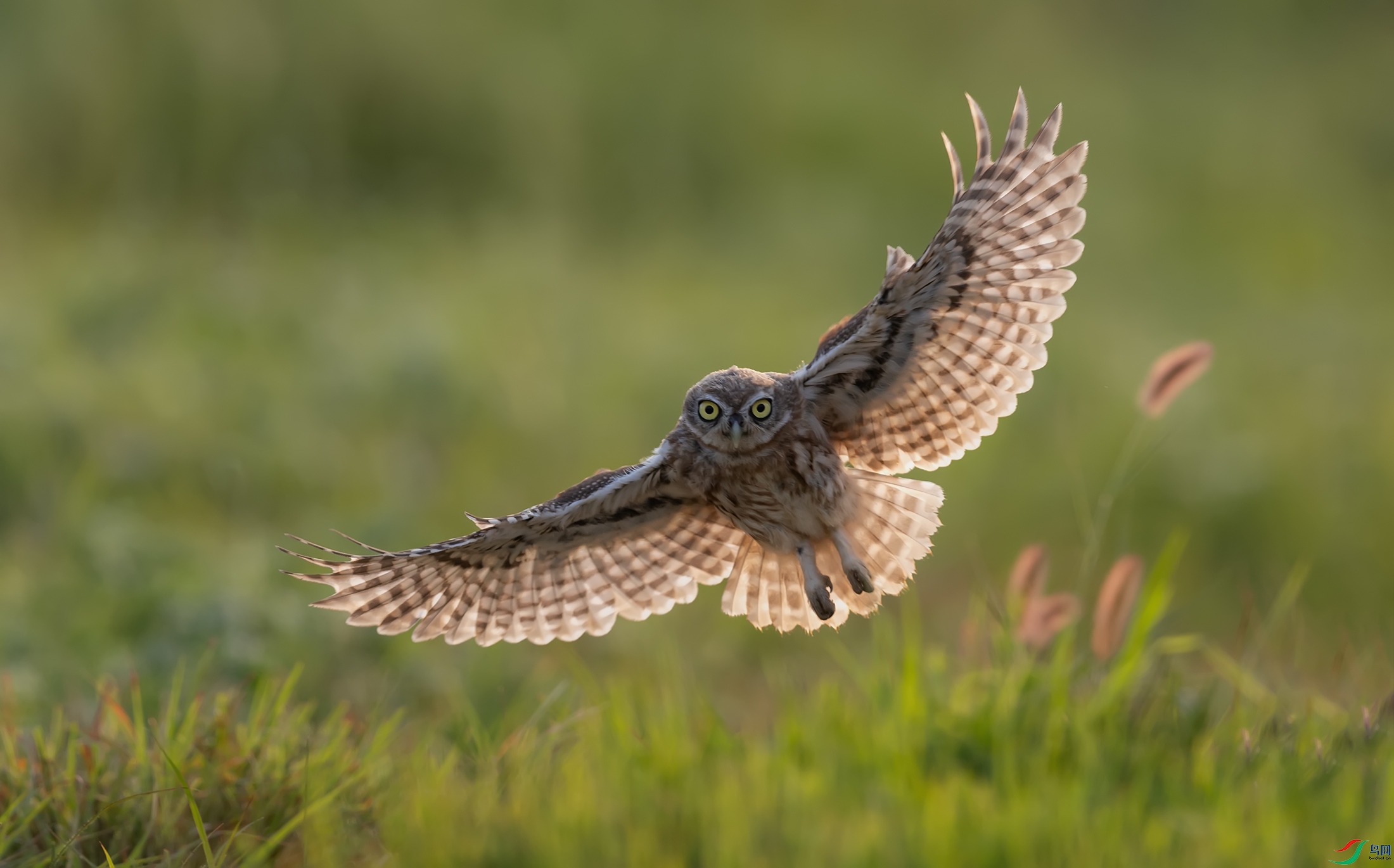 ���Ƹ�С�^