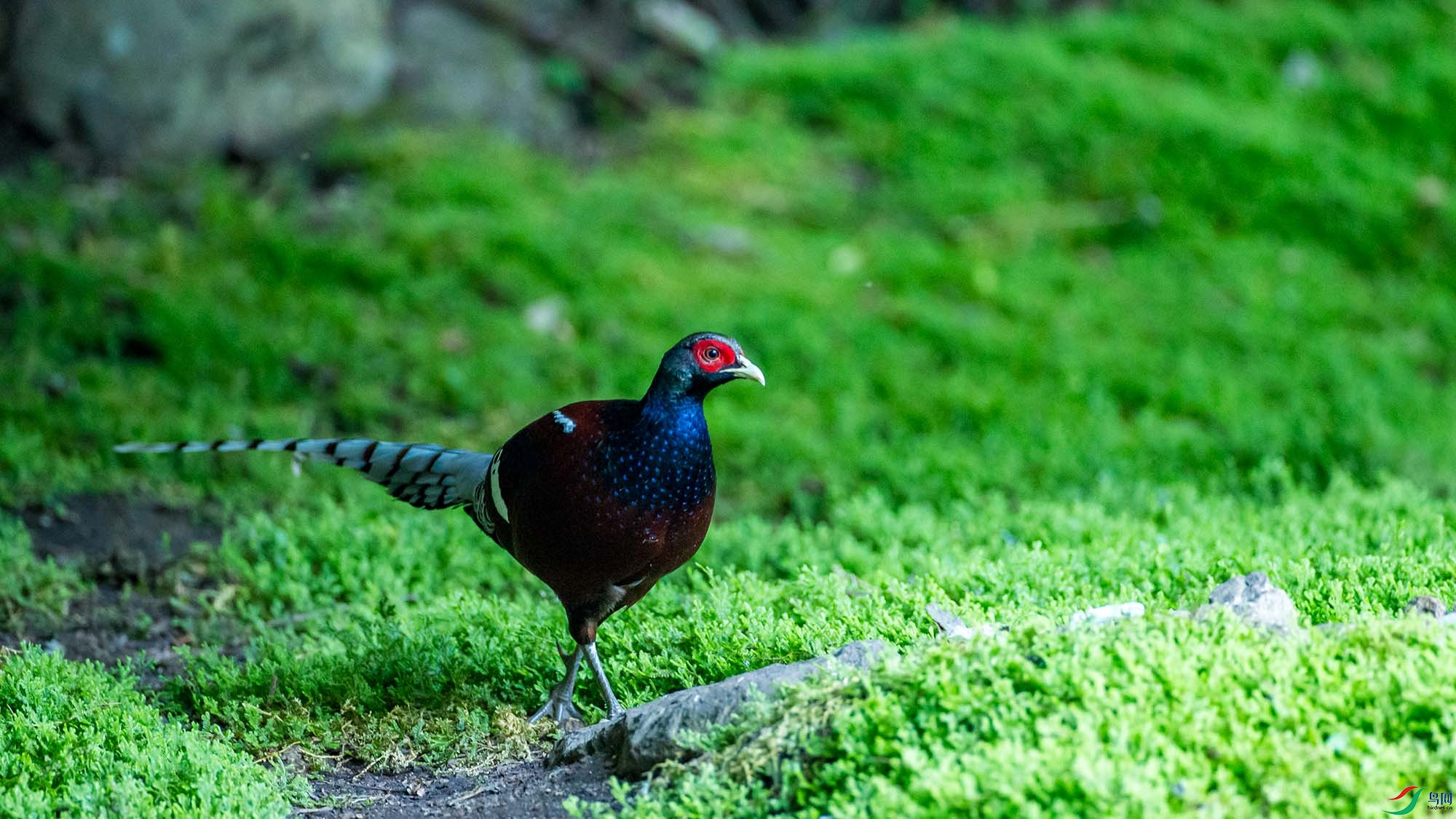 �ھ���β��