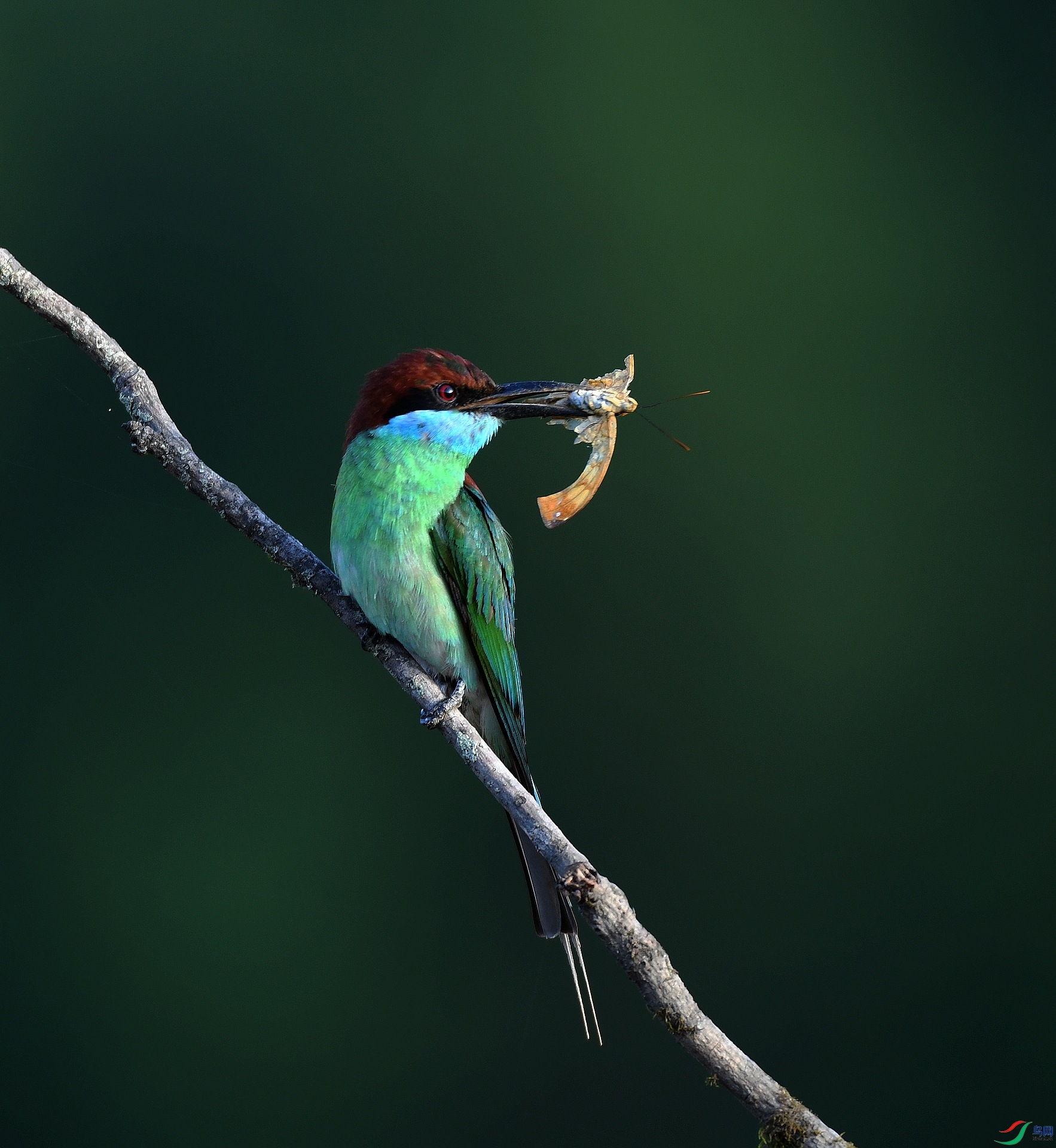 DSC_2745.jpg