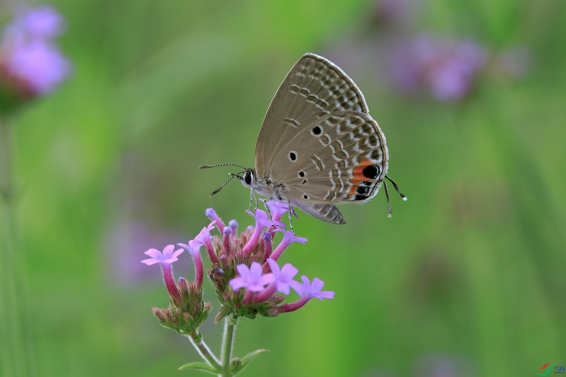 N38A1542-1.jpg