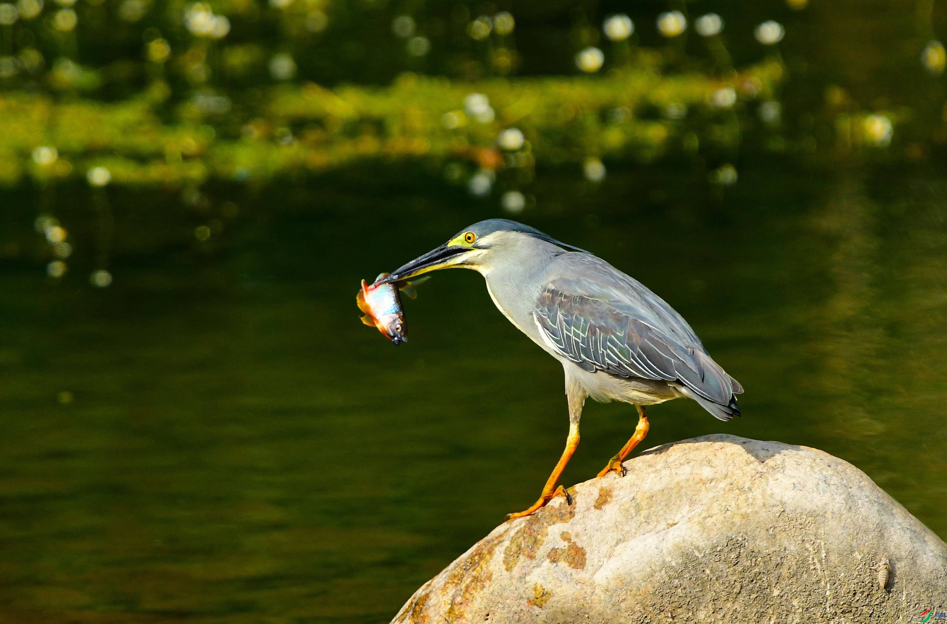 DSC_7548.JPG