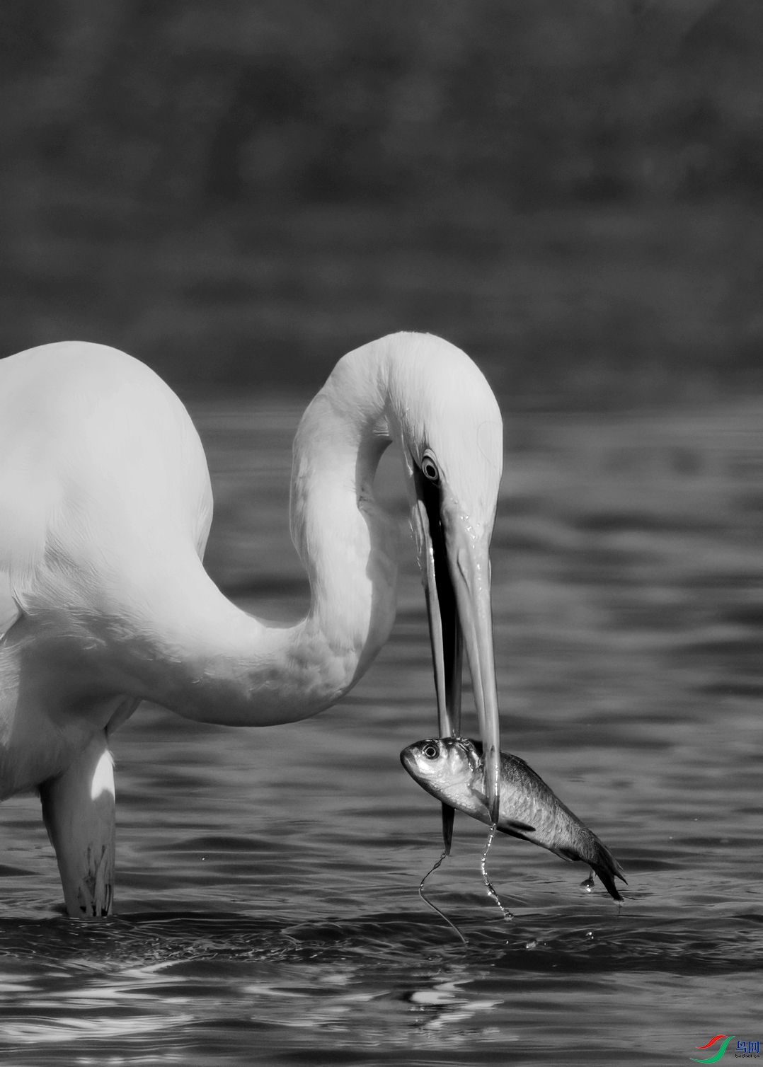 DSC00102 ����_����.jpg