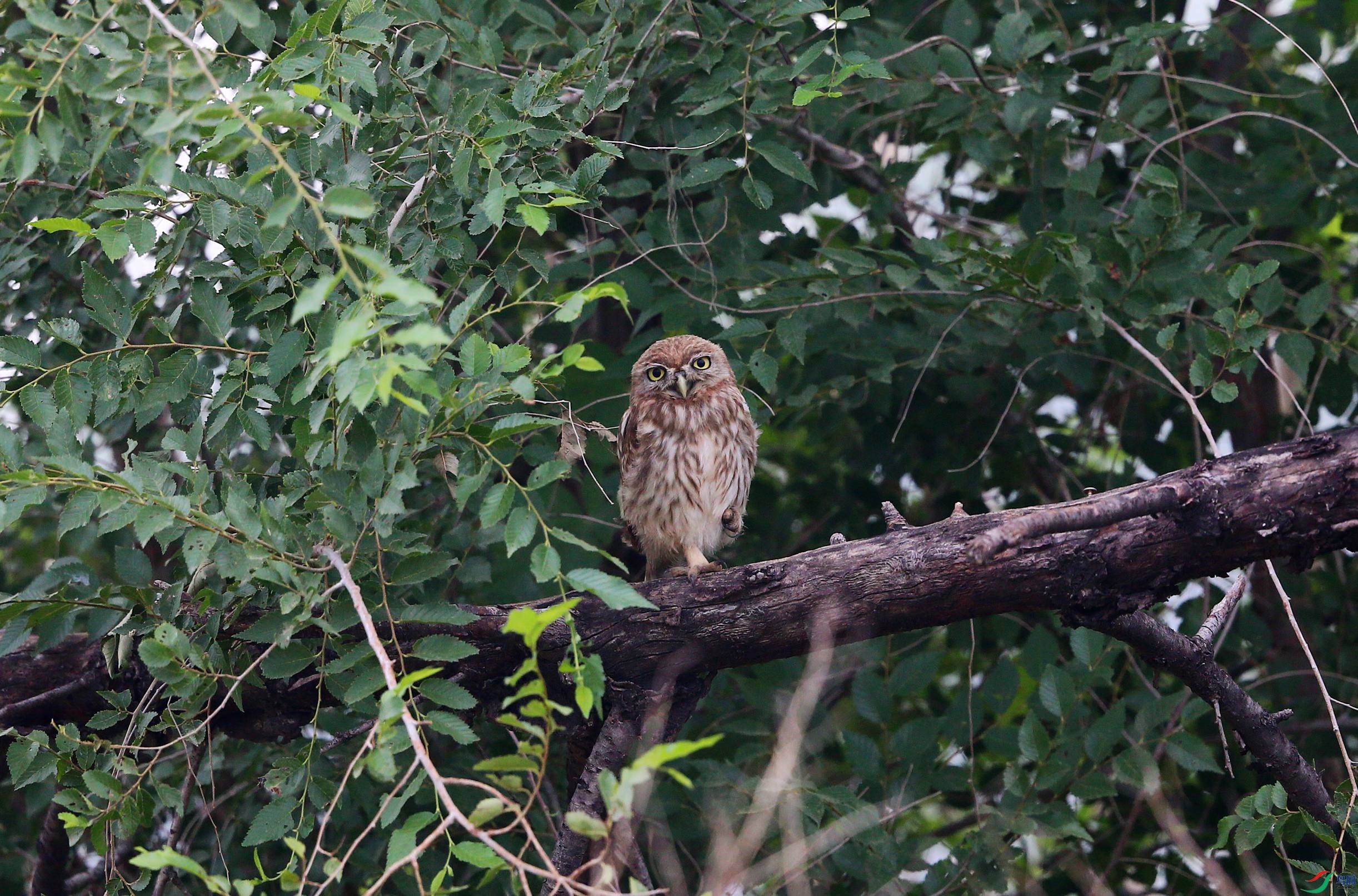 ���Ƹ�С�^ (5).JPG