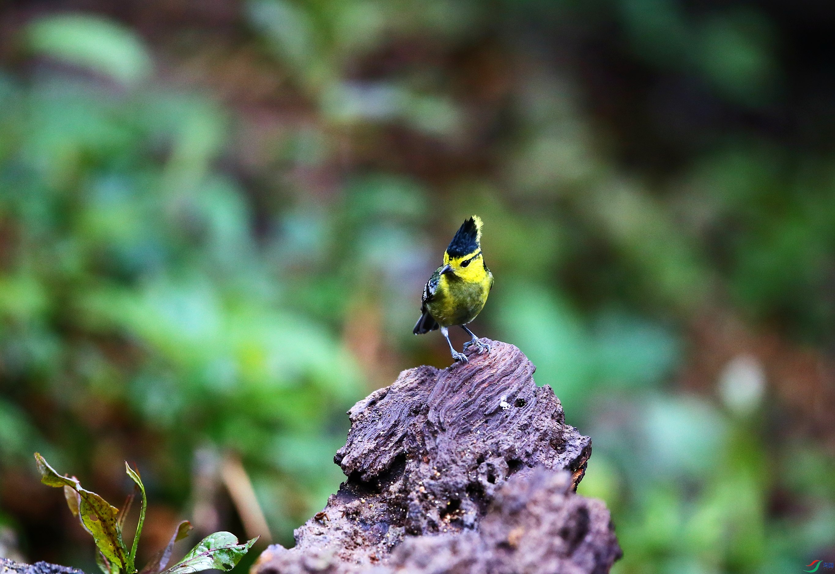 �Ƽ�ɽȸ (31).JPG