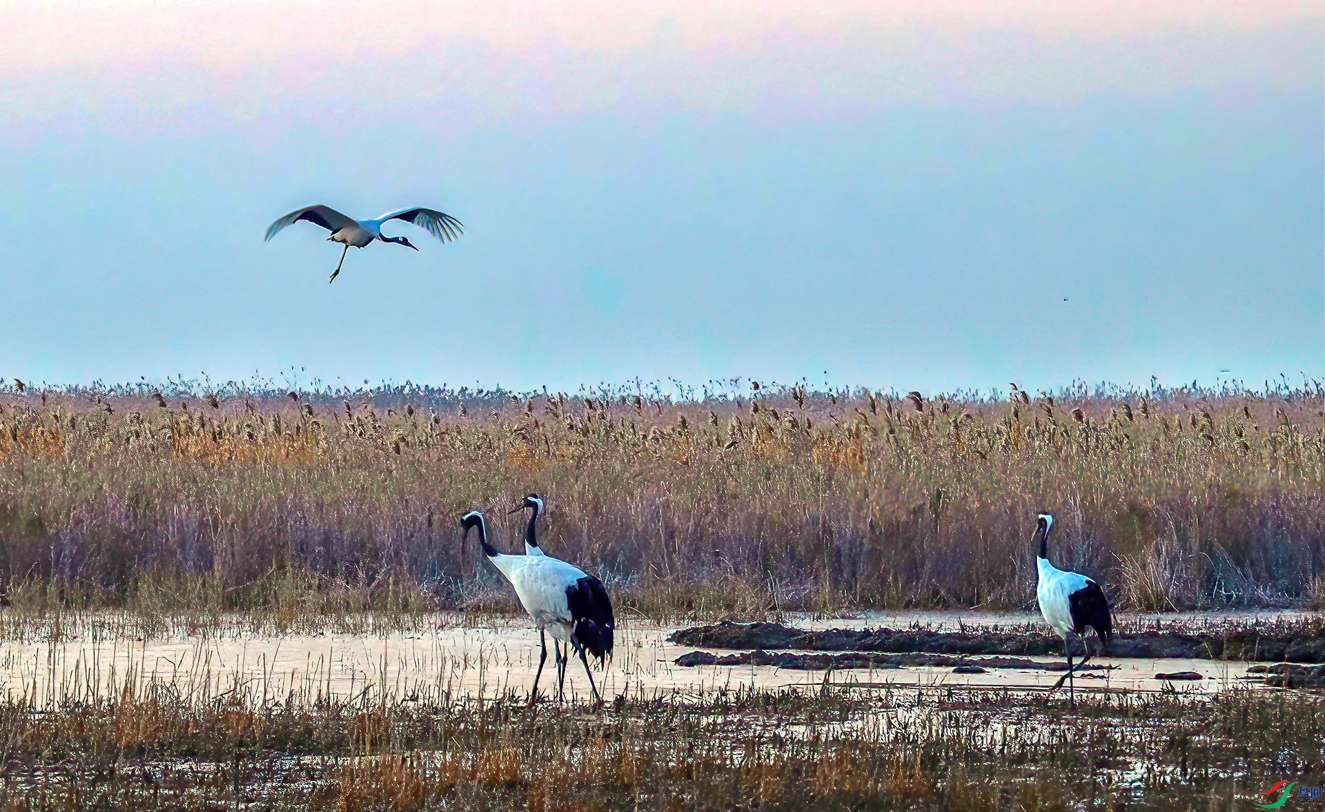 AS7I4056 ����-Sh----1 .jpg