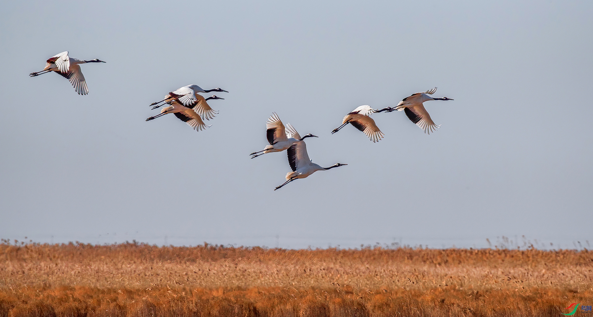 AS7I6824 ����-Sh---1 .jpg