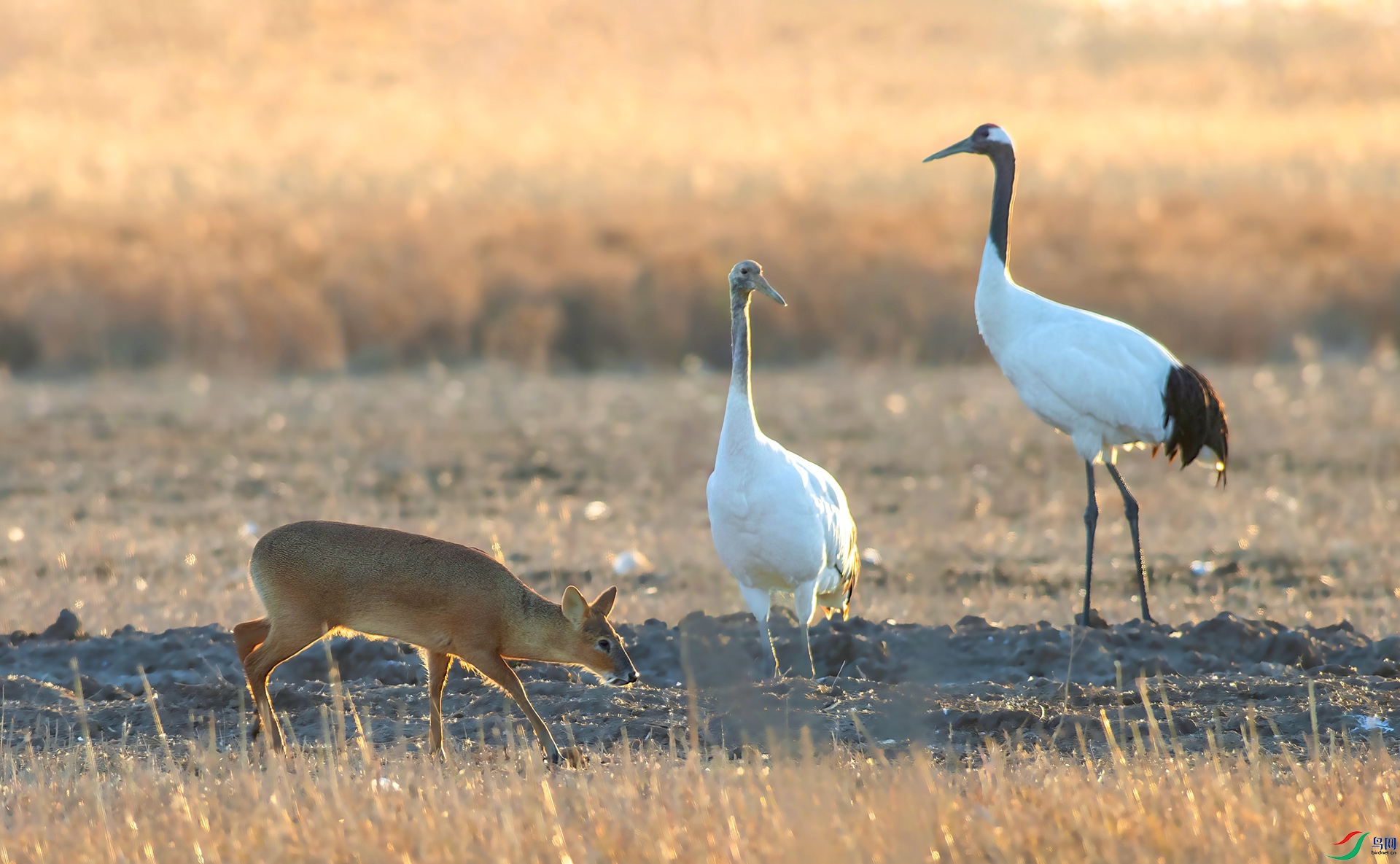 AS7I7690 ����-Sh---1 .jpg