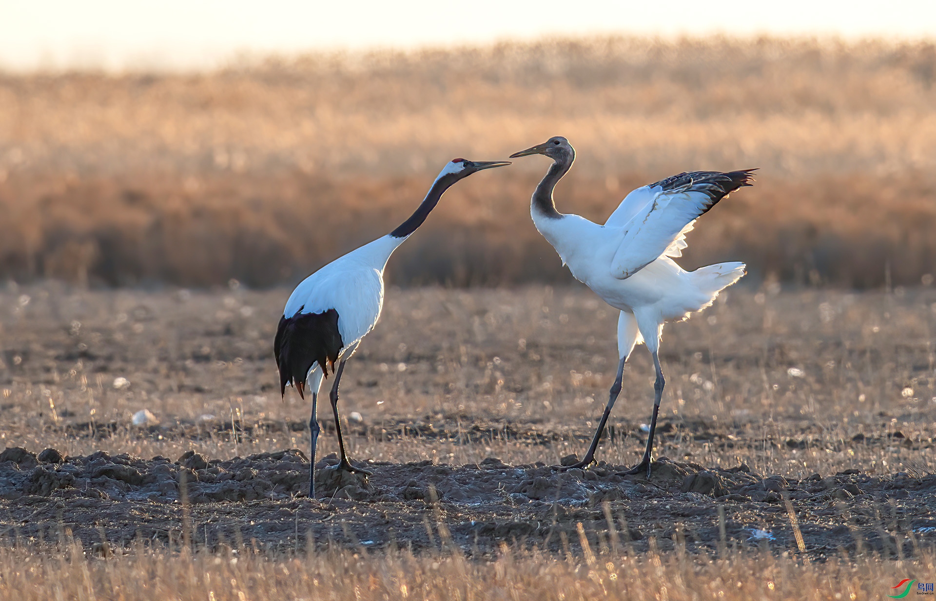 AS7I7835 ����-Sh---1 .jpg