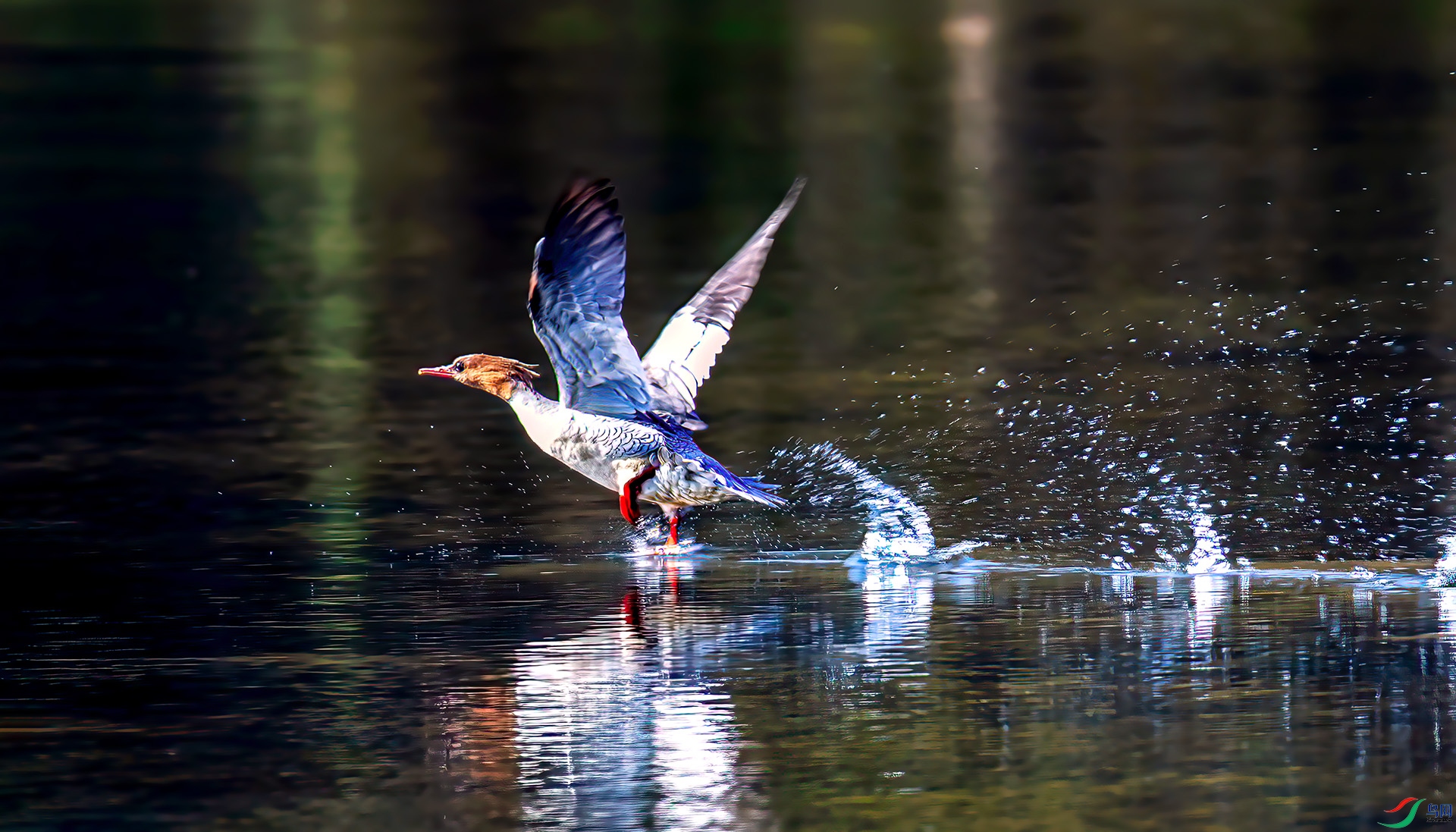 AS7I9939 ����-Sh---1 .jpg