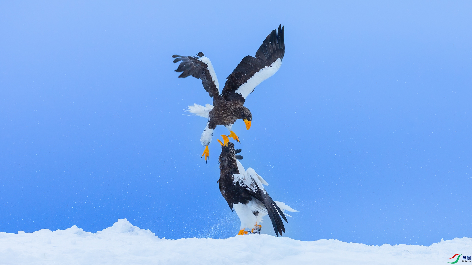 ��ͷ����----ѩ��ӥ��˫�ۻ�