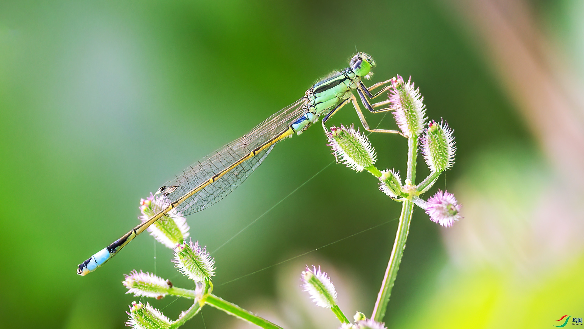 407A3355 ����-Sha---1 .jpg