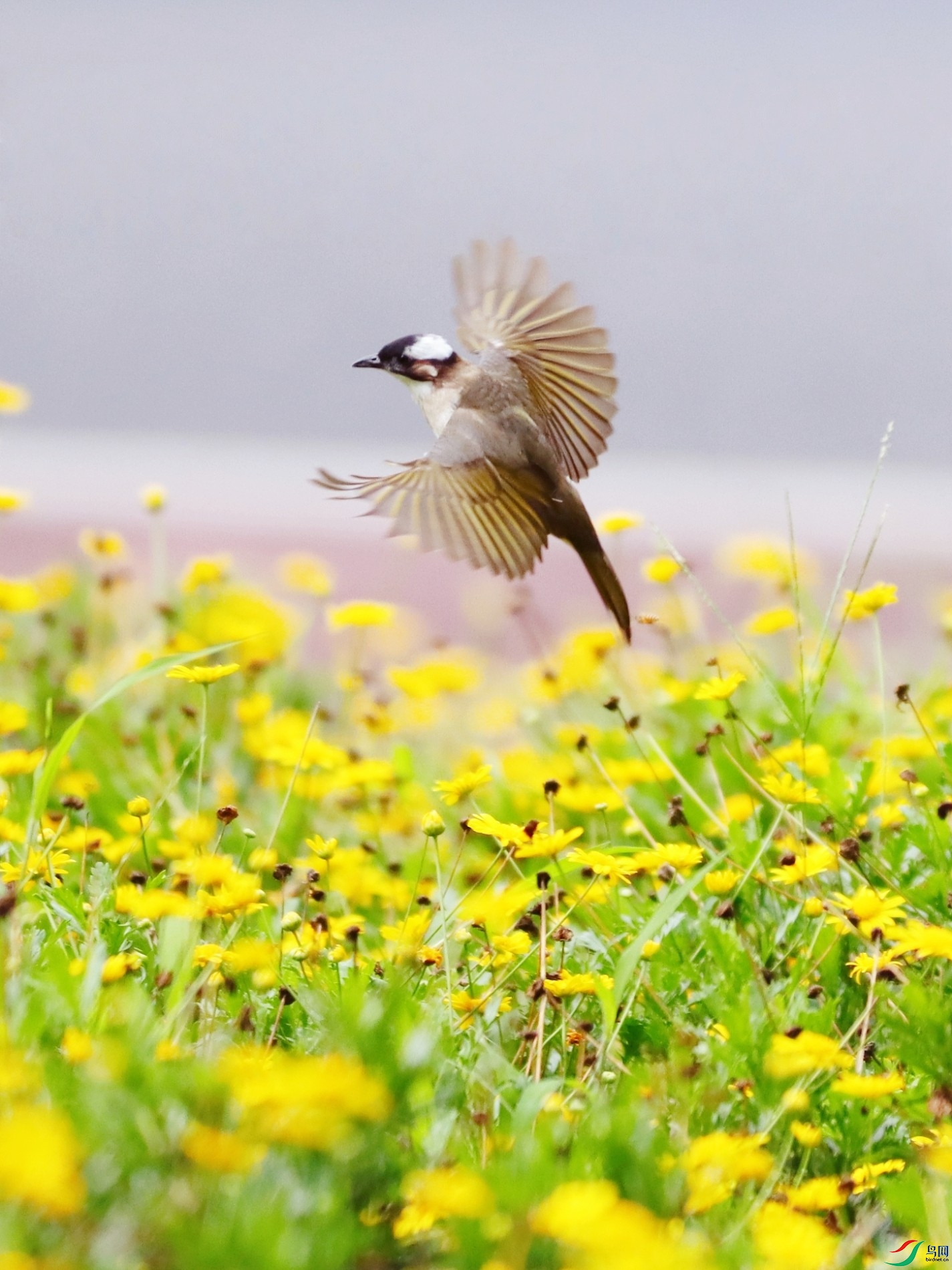 ����Ѱ��֮һ