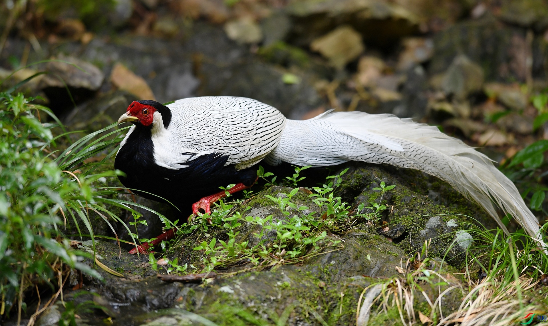 DSC_2178.jpg