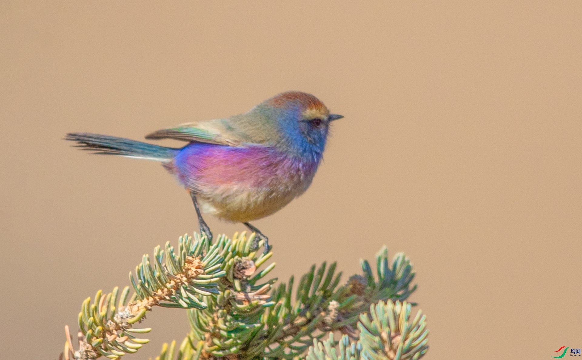 AK8I0679 - ����  002.jpg