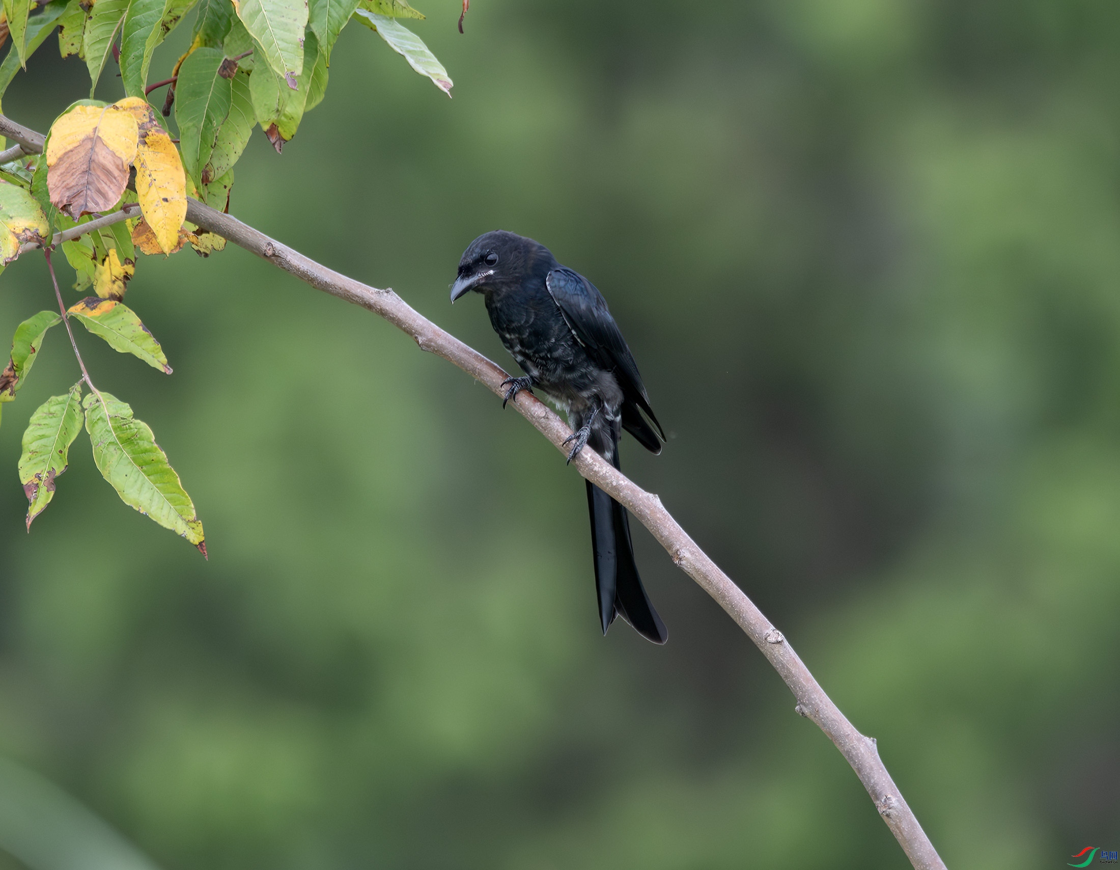 DSC_9871-����ǿ-NR ����.jpg