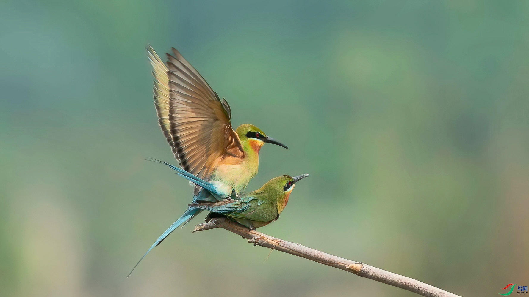 340-DeNoiseAI-standard (2).jpg