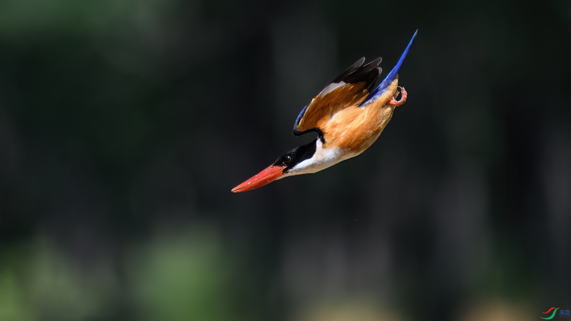 DSC_0293-20240530�� 1.jpg