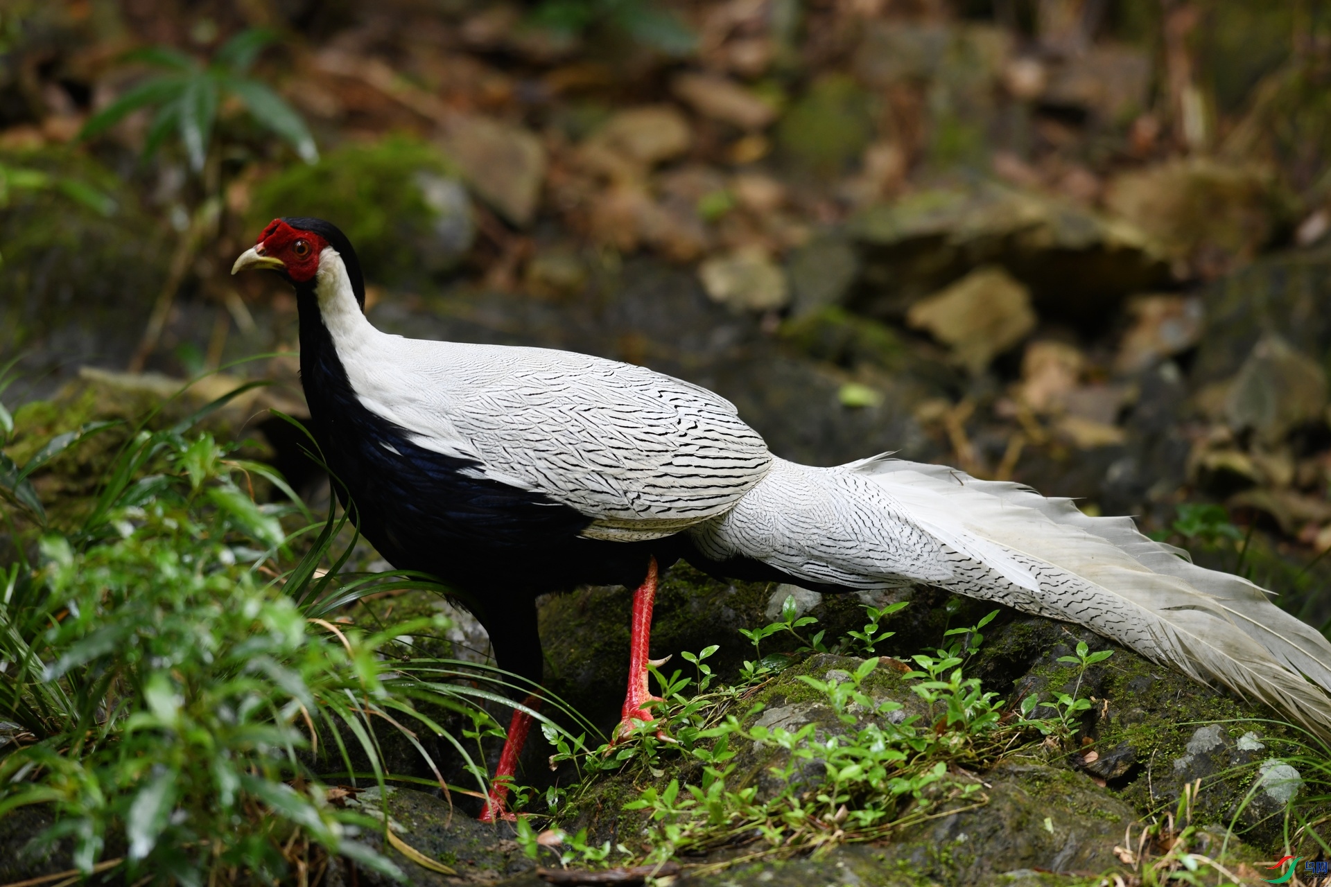 DSC_2200.jpg