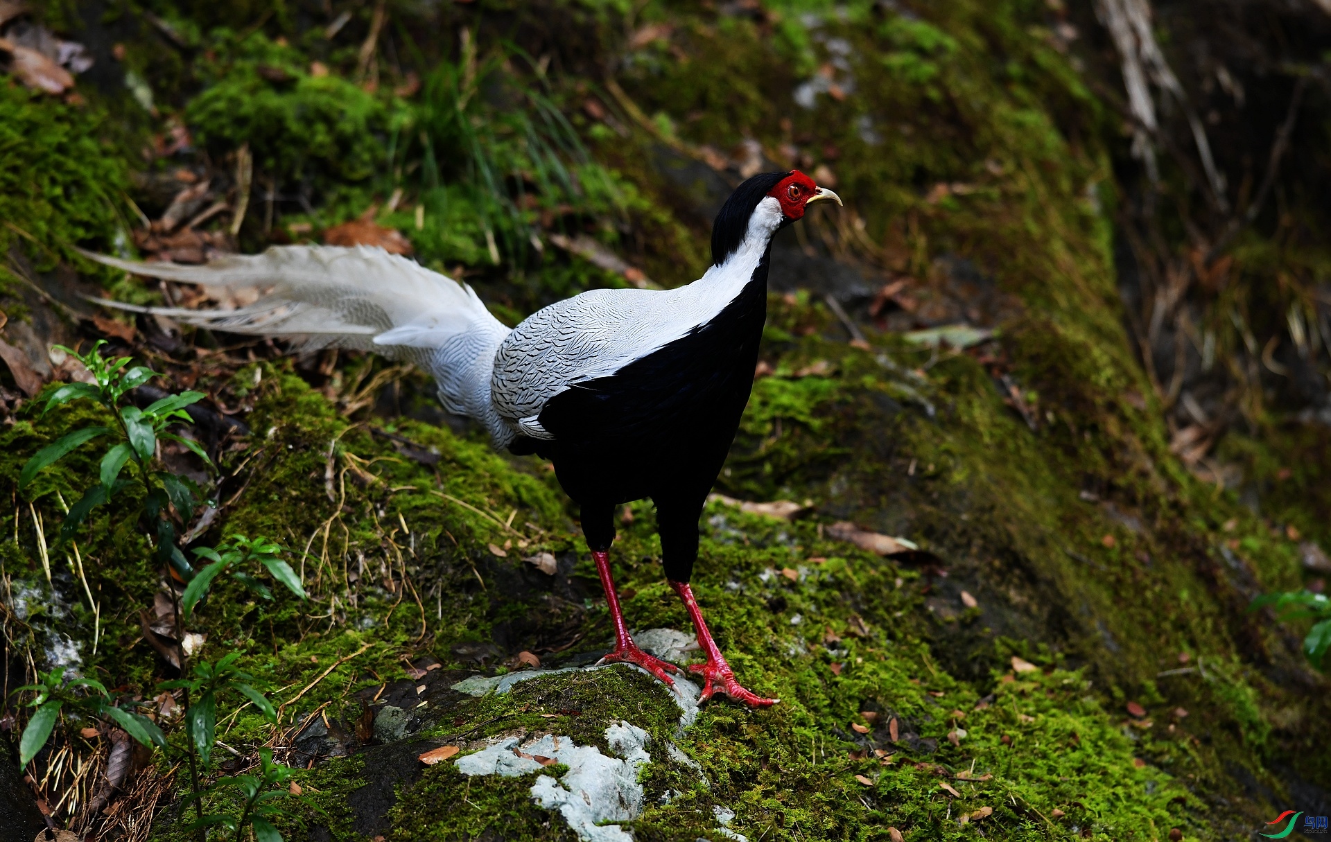 DSC_2124.jpg