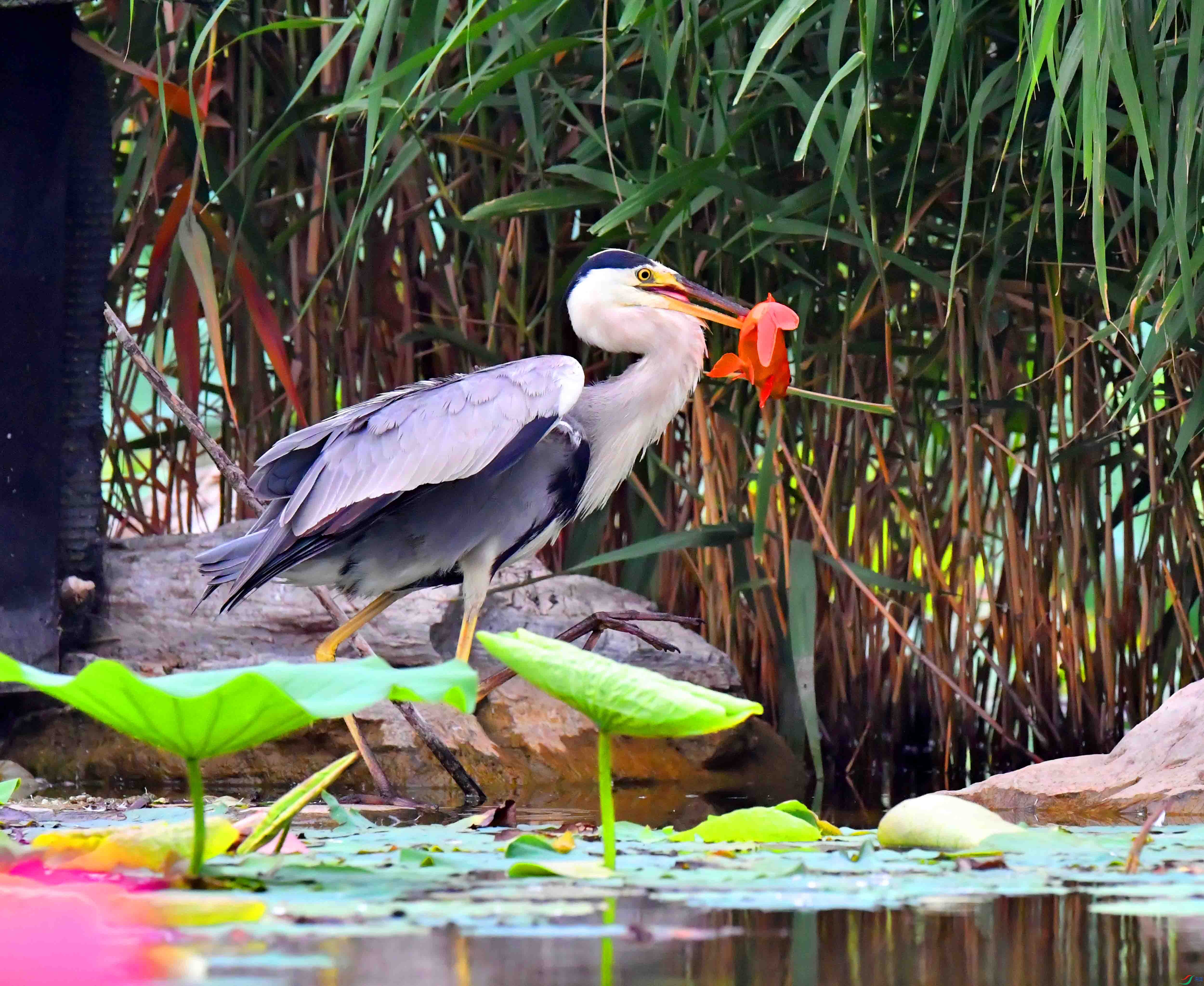 DSC_6618.JPG