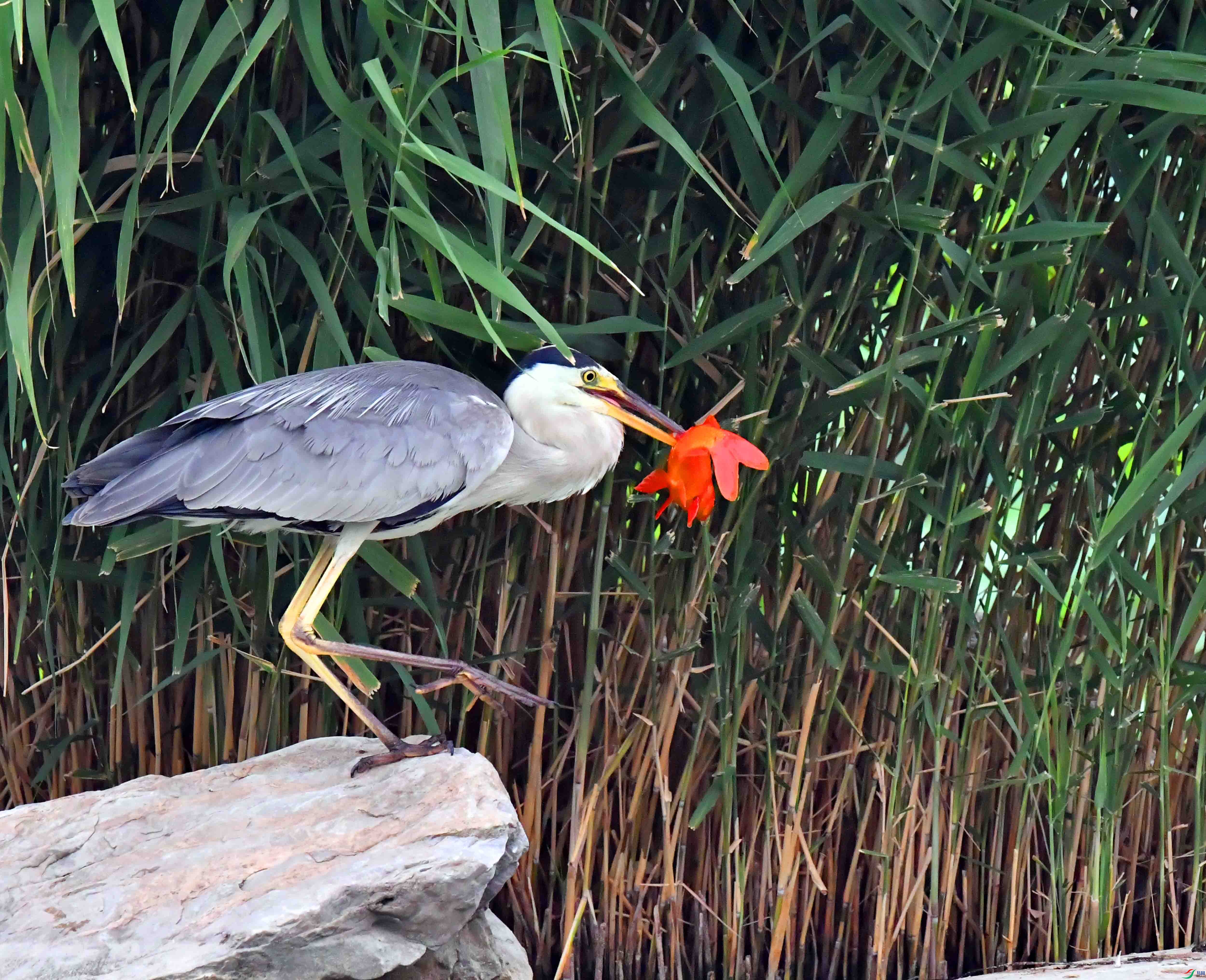 DSC_6636.JPG