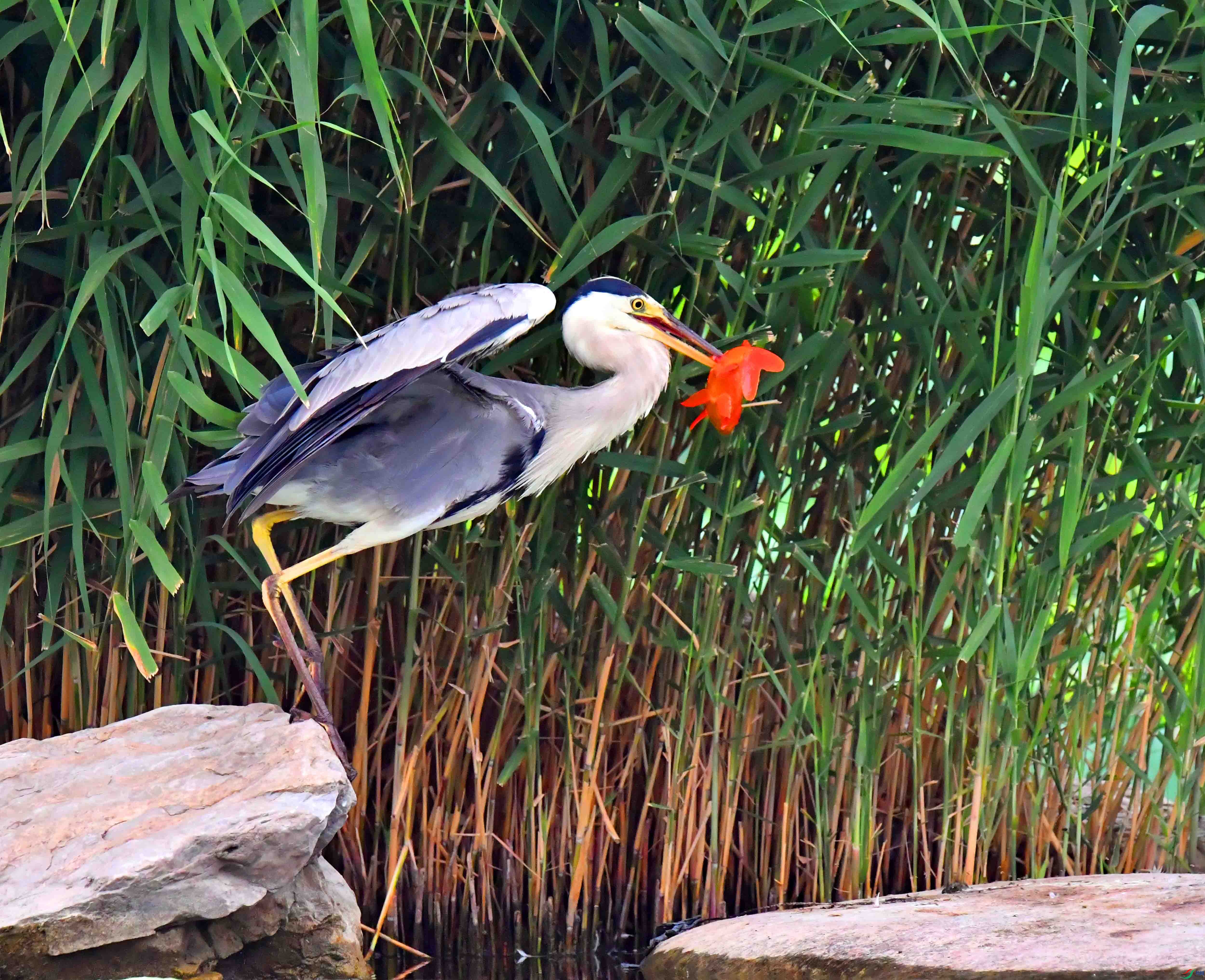 DSC_6640.JPG
