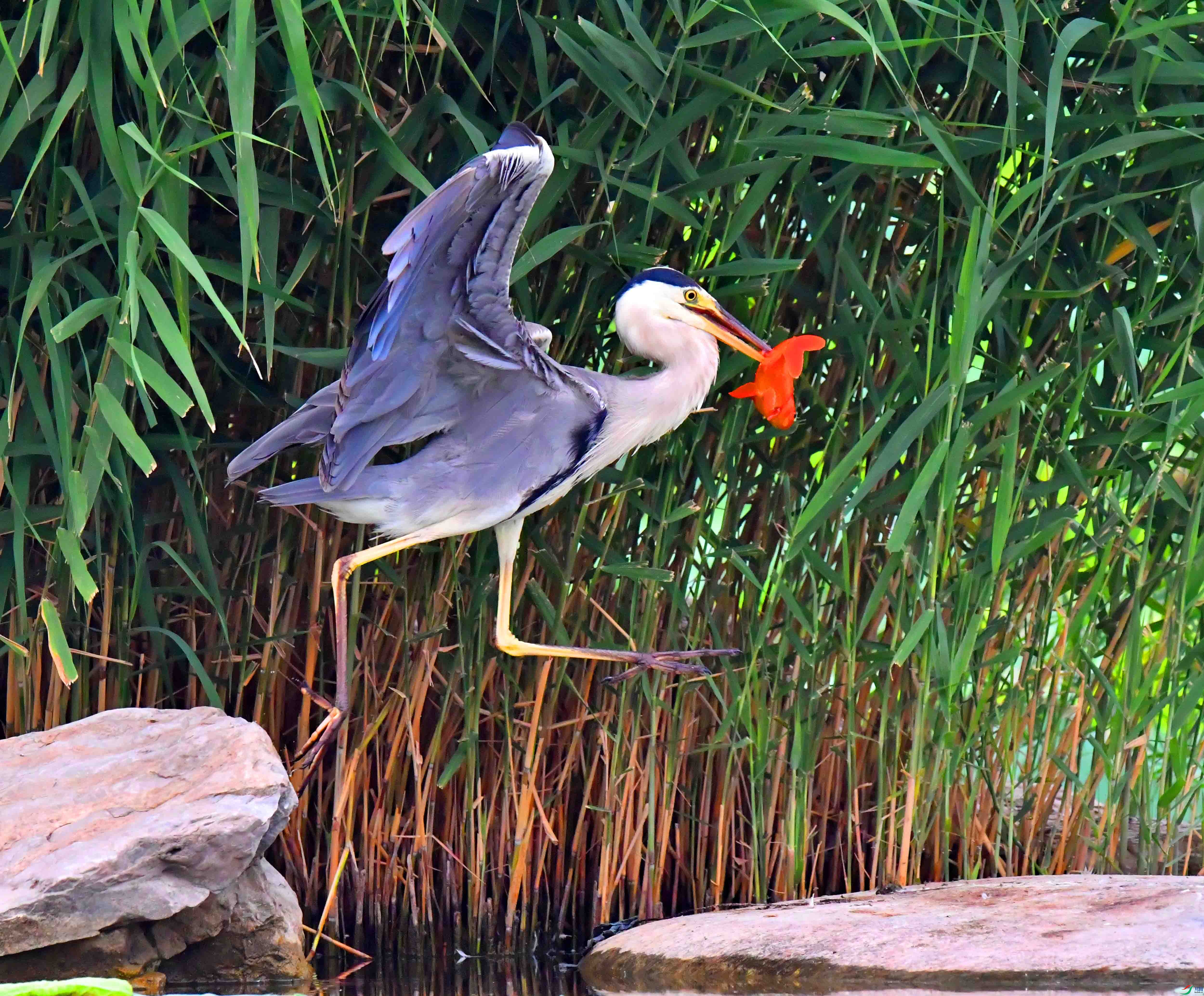 DSC_6641.JPG