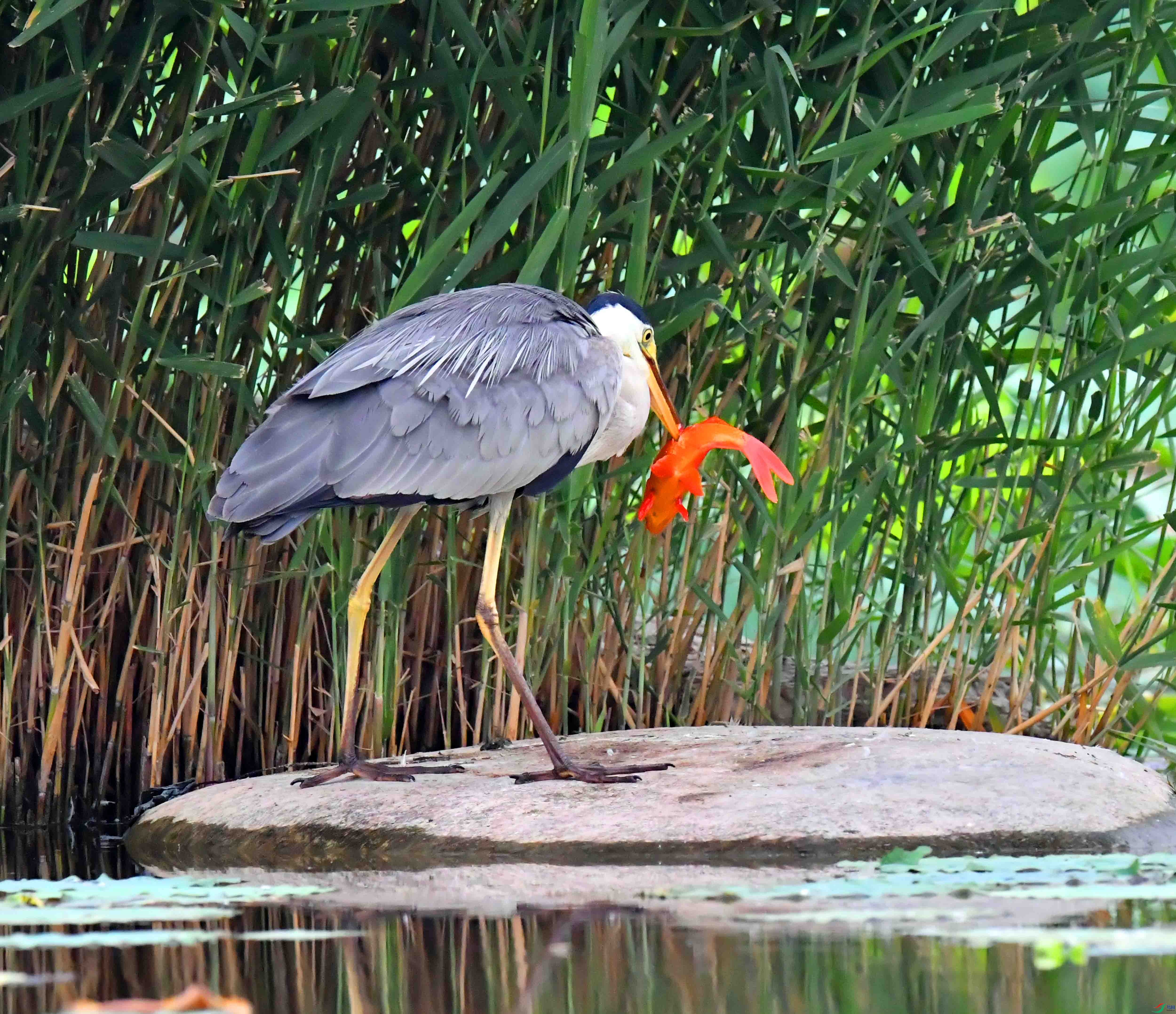DSC_6648.JPG