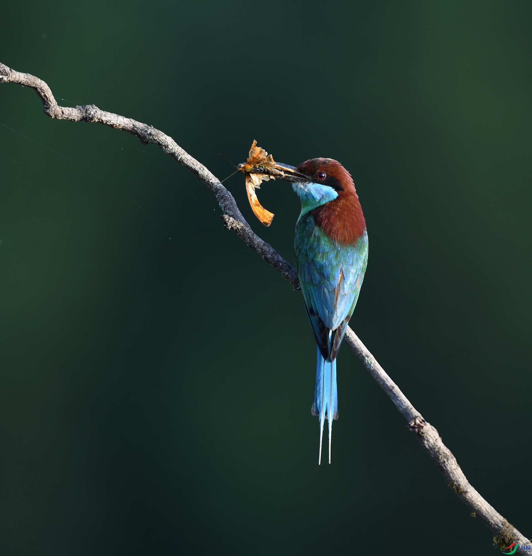 DSC_2761.jpg