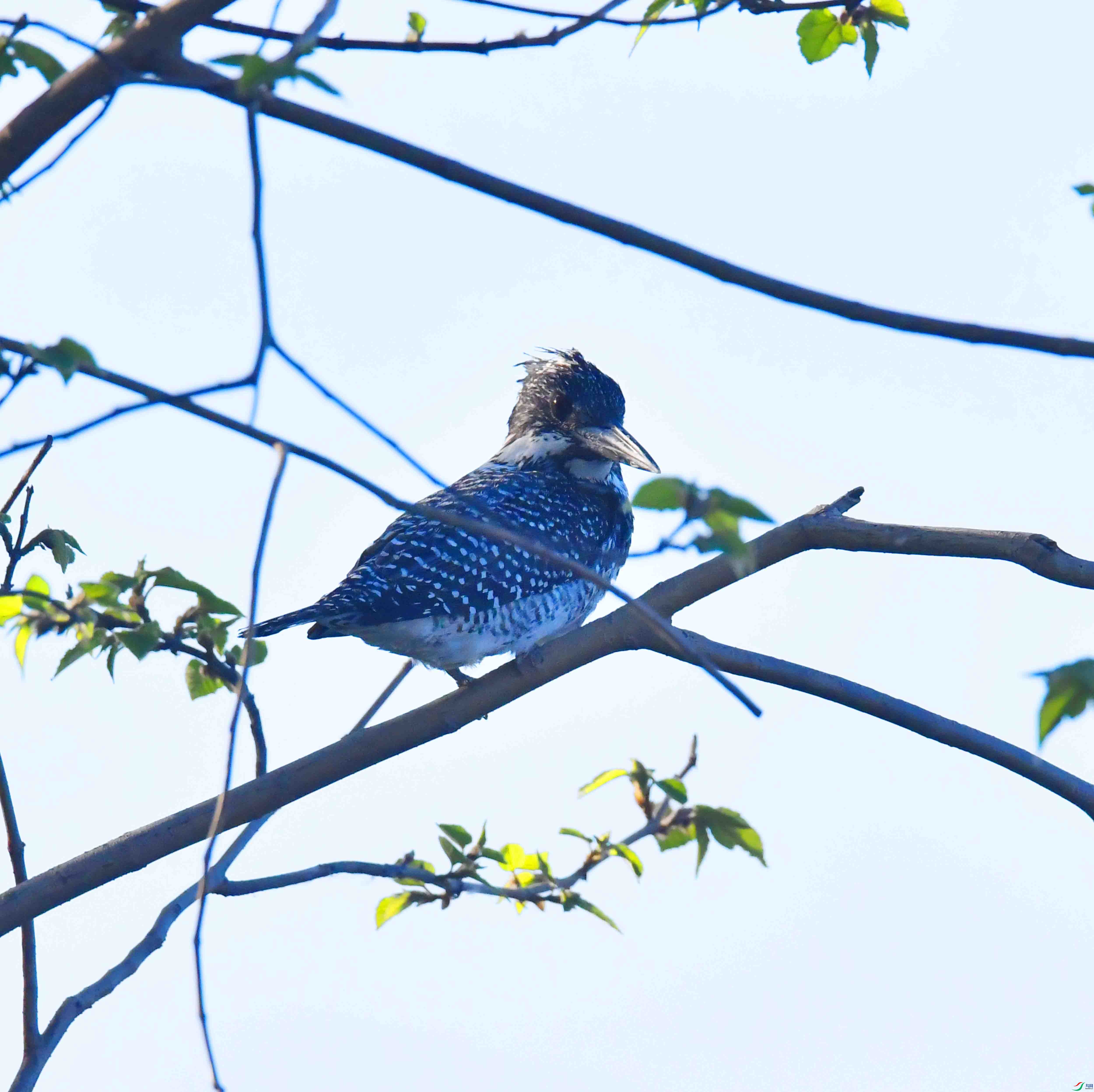 DSC_4987.JPG