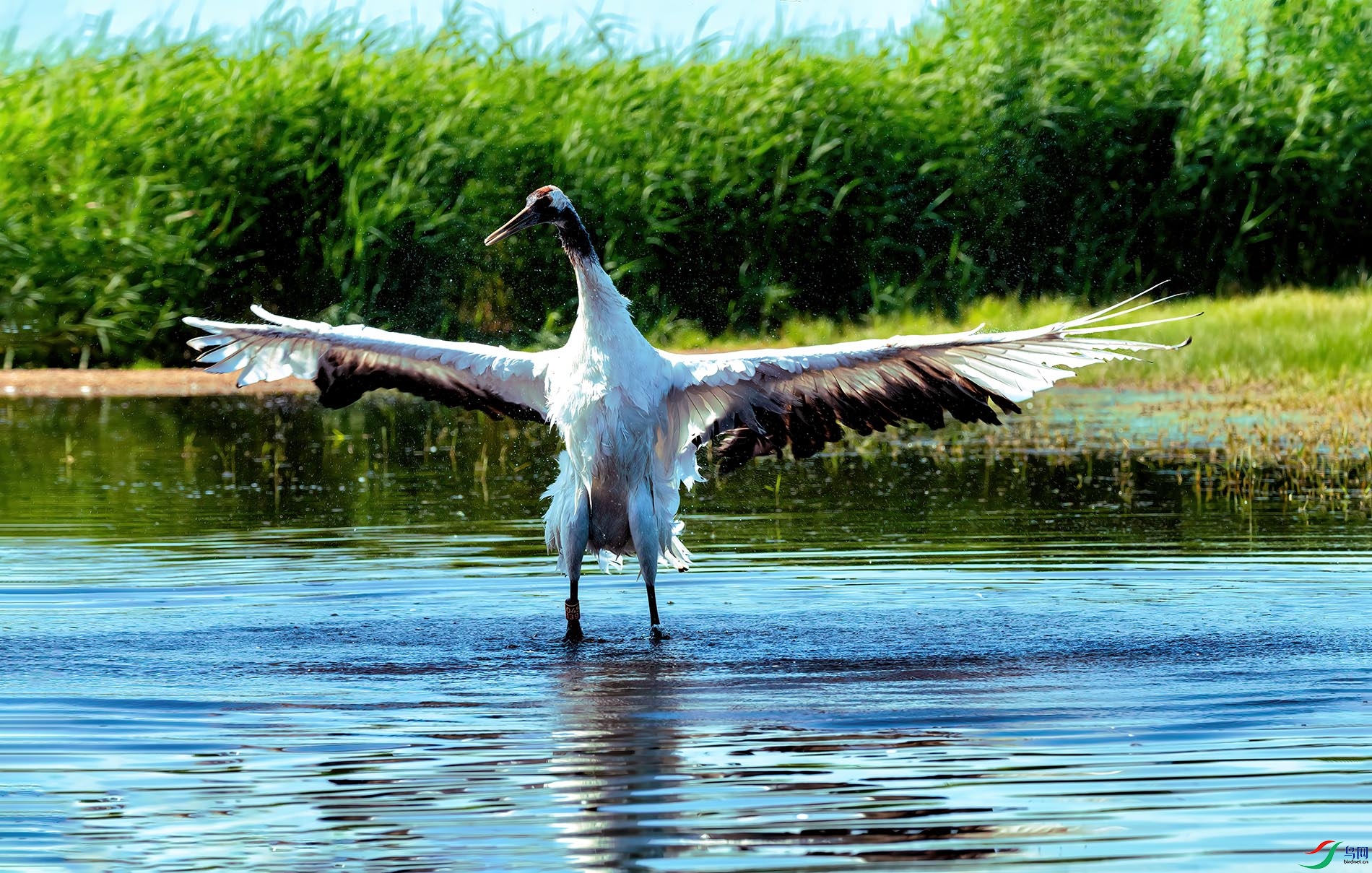 ���𾪺衤ˮ����˪