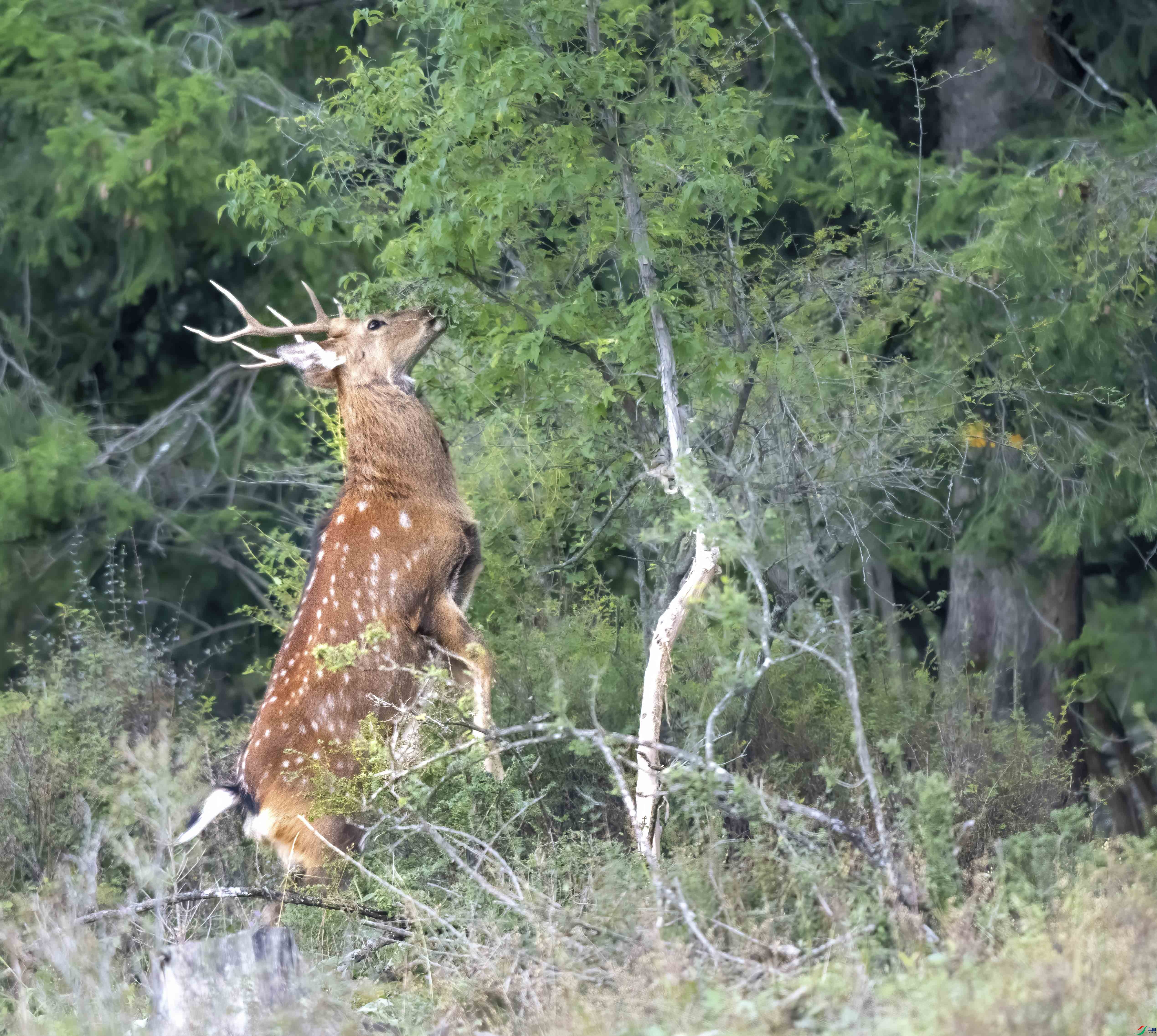 DSC_2201_1.JPG