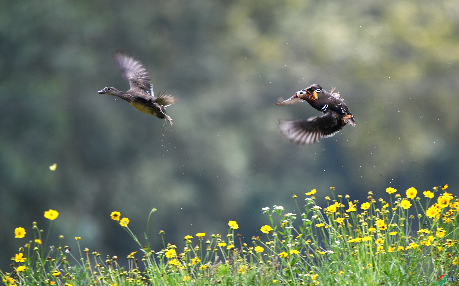 DSC_2623 ����.jpg