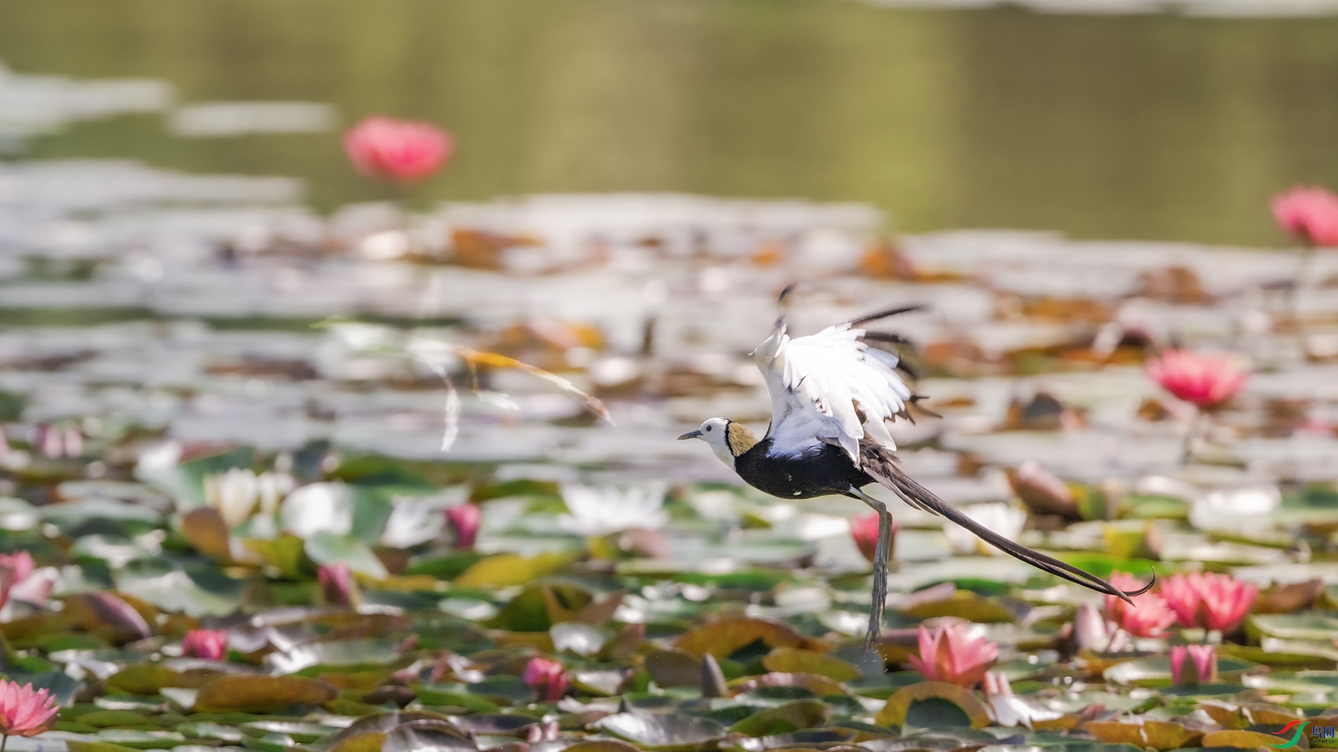 DSC_5224 ����.jpg