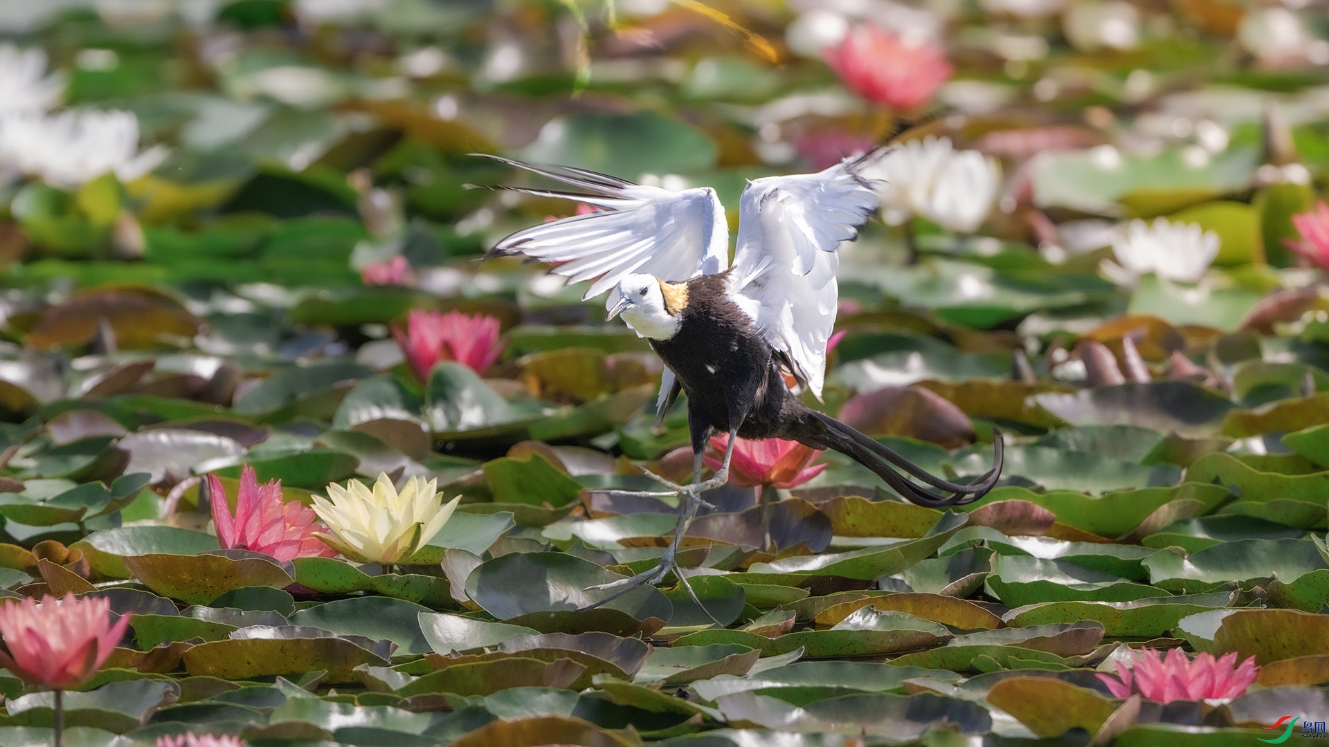 DSC_5293 ����.jpg