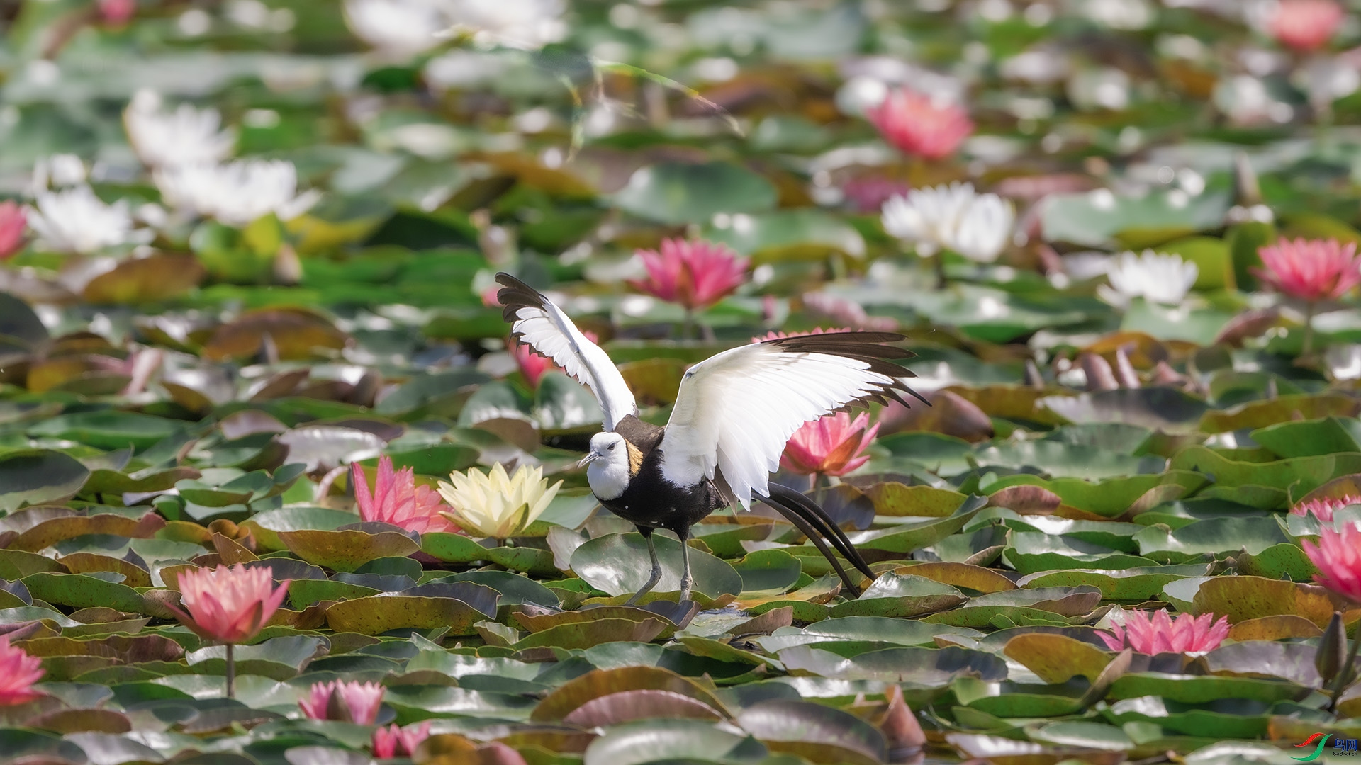 DSC_5296 ����.jpg